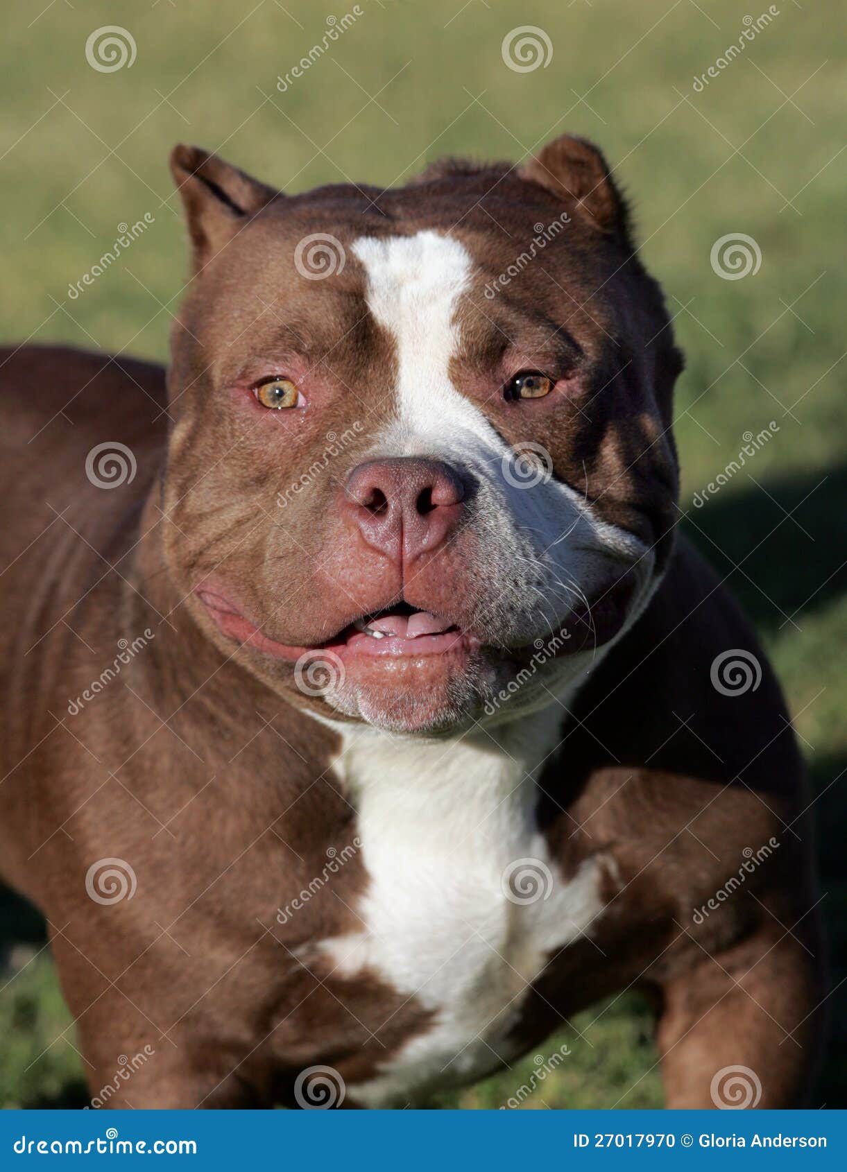 499 Pit Bull Red Nose Stock Photos - Free & Royalty-Free Stock Photos From  Dreamstime