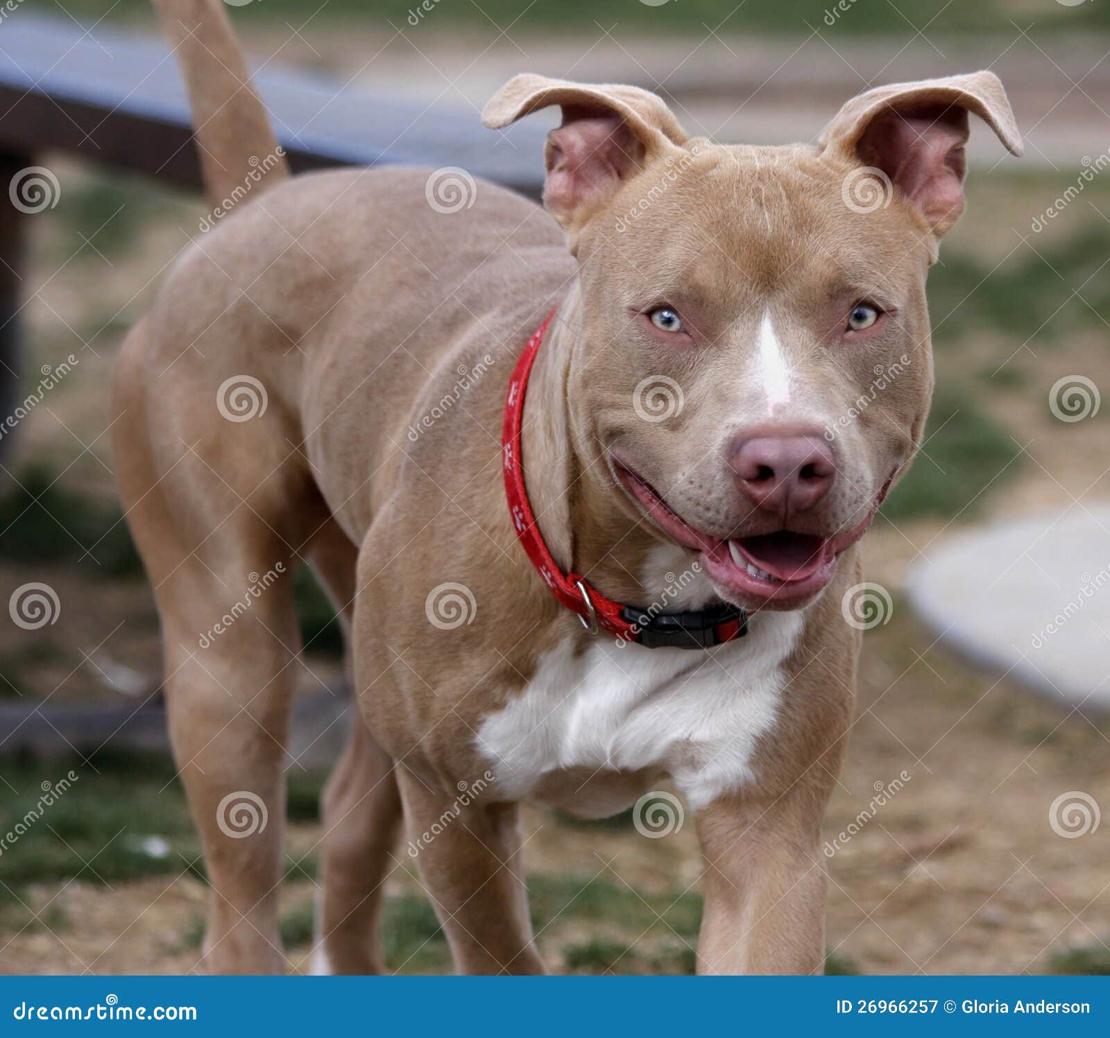 free red nose pitbull puppies