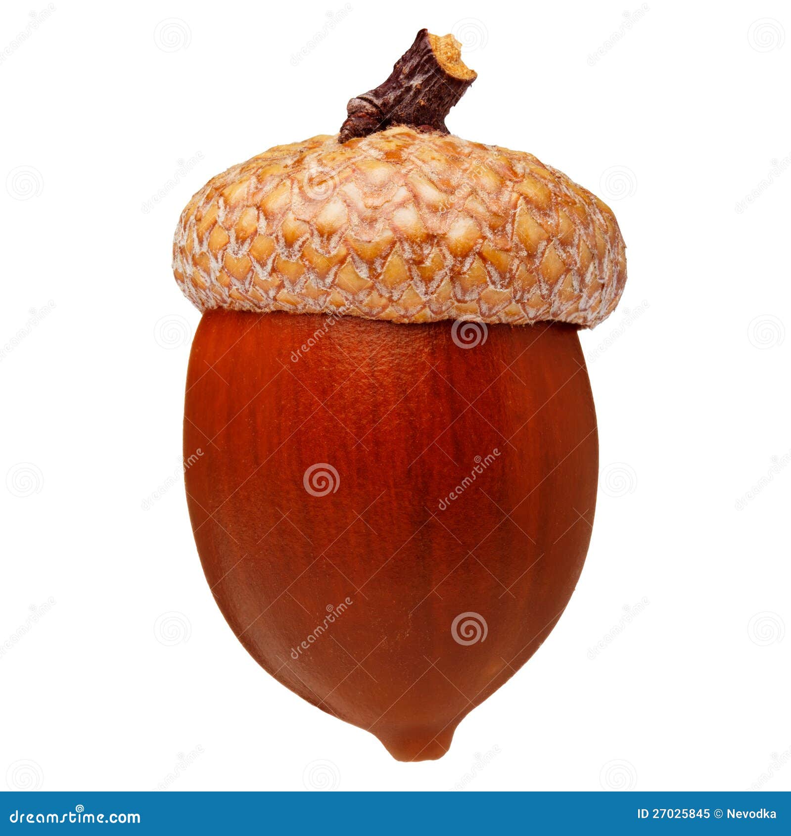 red oak acorn