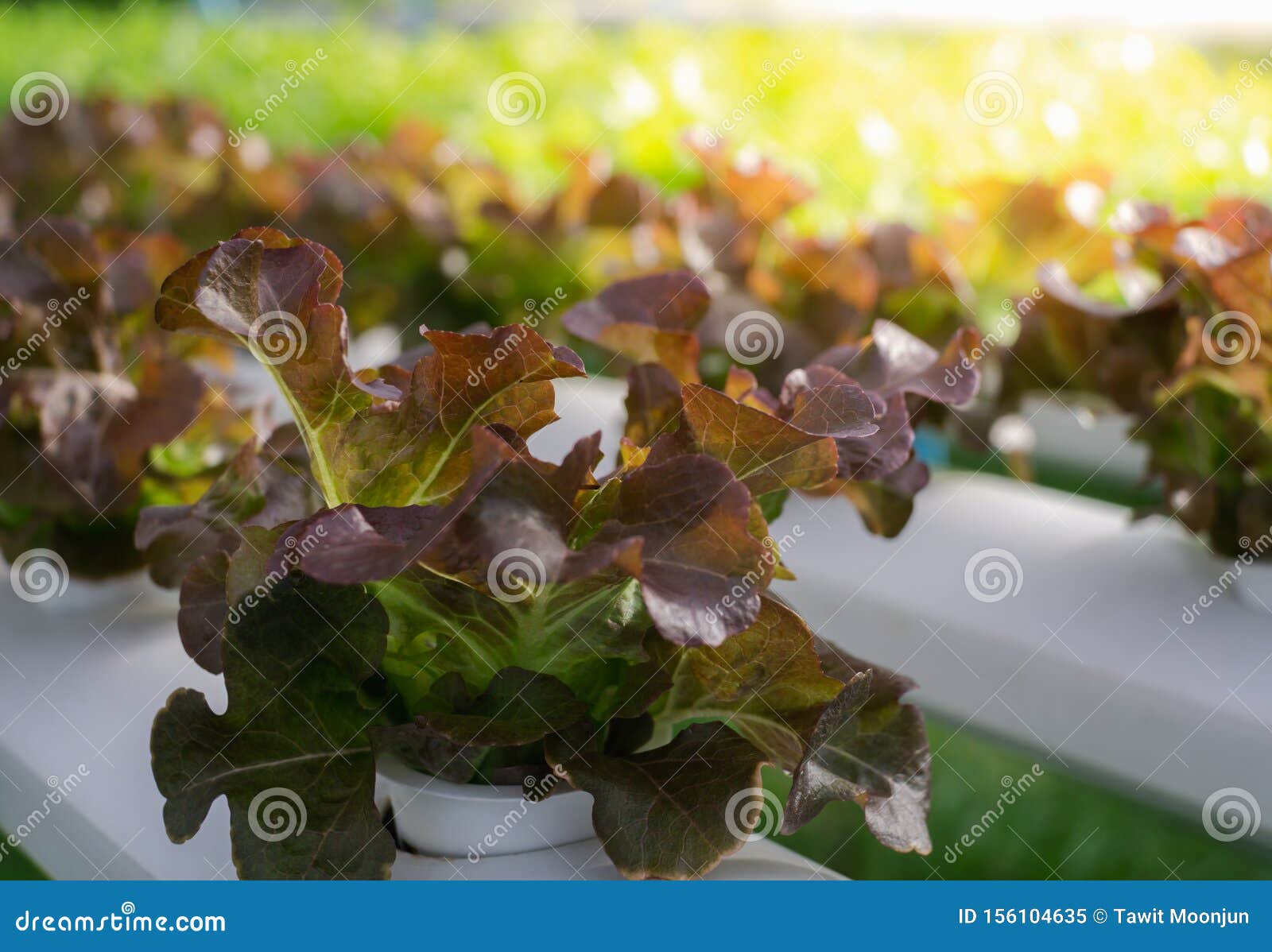 Red Oak and Green Oak, in Hydroponics Farm on Morning Stock Image