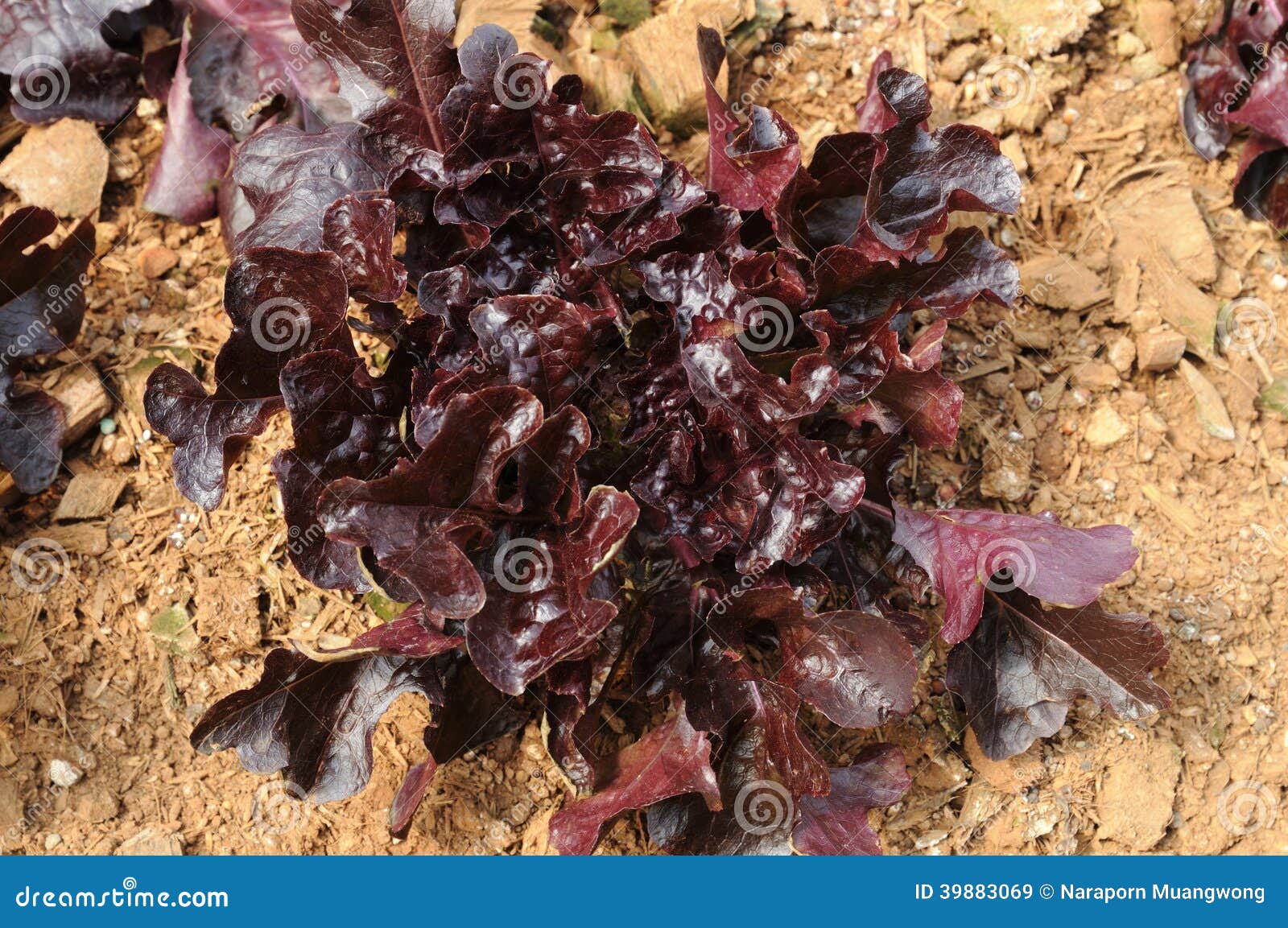 Red Oak Leaf Lettuce stock image. Image of ingredient 39883069
