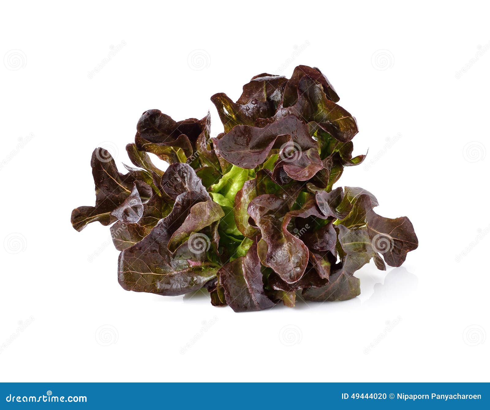 Red oak leaf lettuce stock photo. Image of vegetarian 49444020