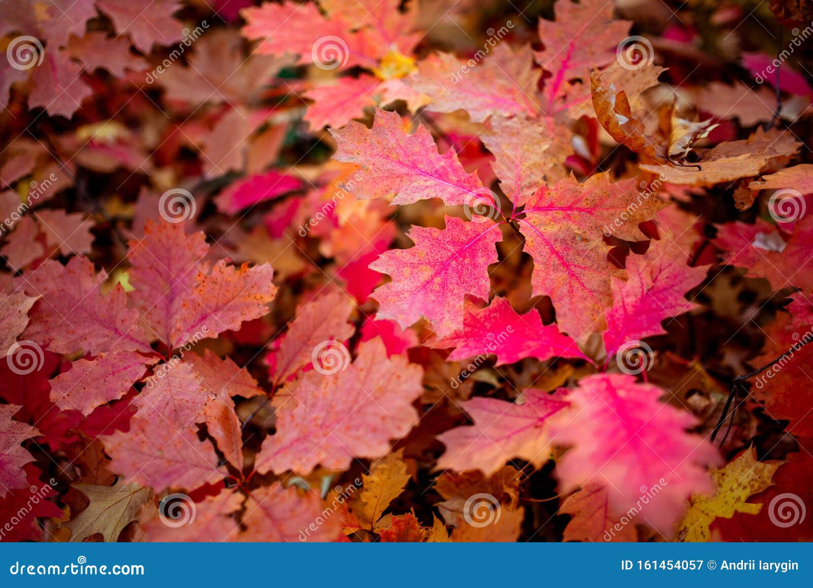 Wallpaper ID 288823  oak quercus robur english oak tree nuts macro 4k  wallpaper free download