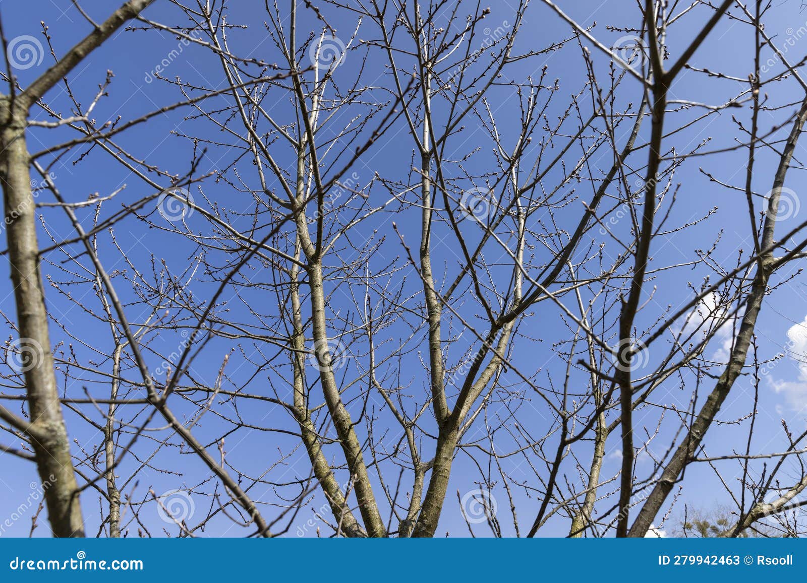 Red Oak Tree in Sunny Weather in Early Spring Stock Image Image of