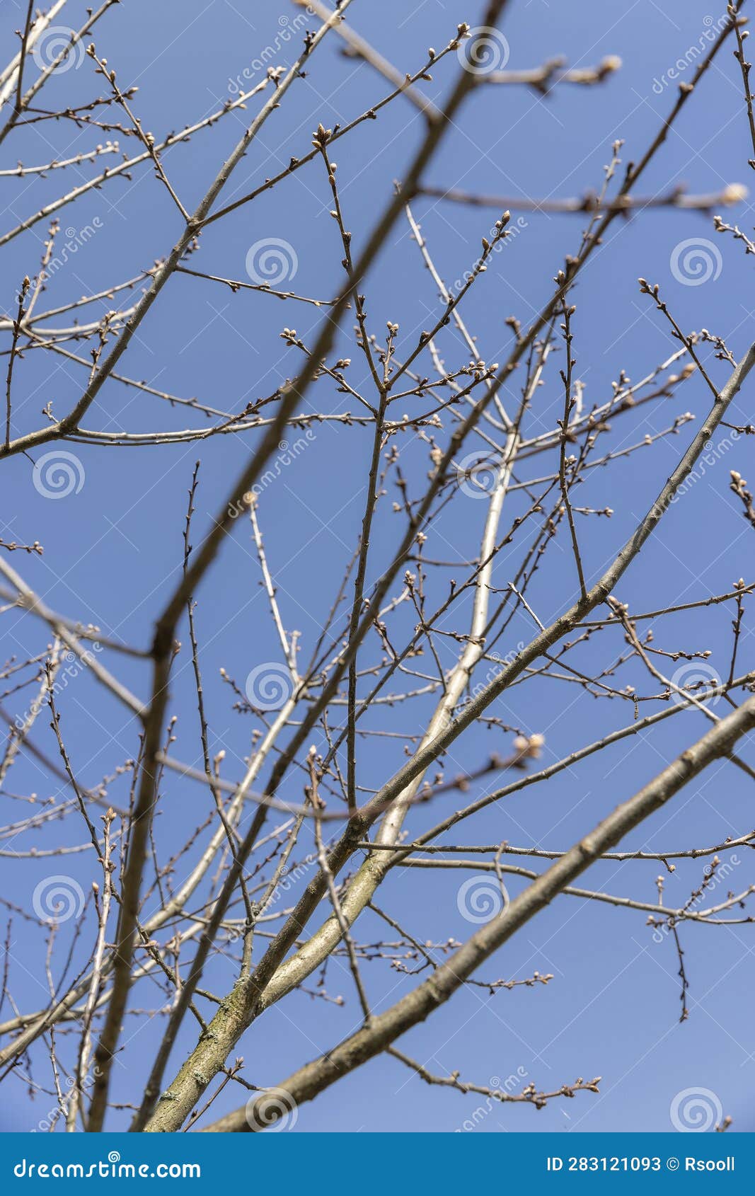 Red Oak Tree in Sunny Weather in Early Spring Stock Image Image of