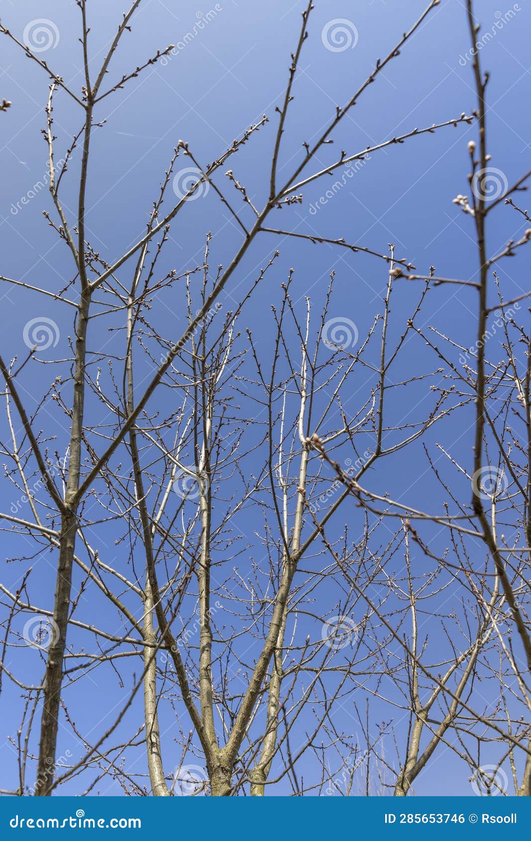 Red Oak Tree in Sunny Weather in Early Spring Stock Photo Image of