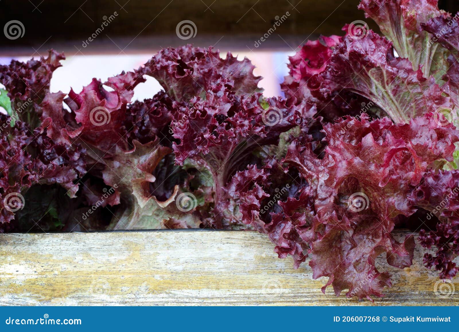 Red Oakleaf Lettuce stock photo. Image of organic, ready 206007268