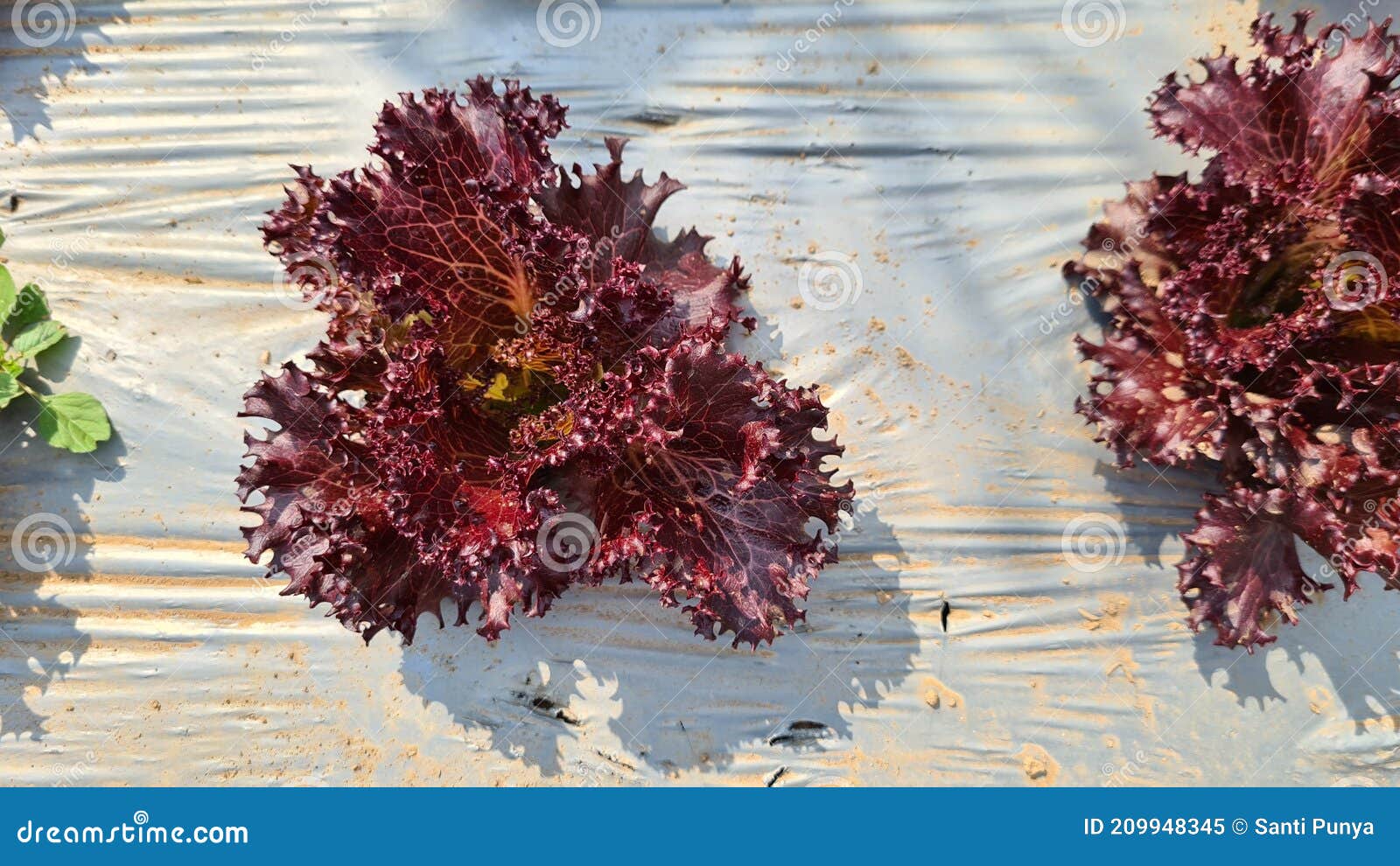 Red Oakleaf Lettuce, Home Grown Organic Lettuce Ready for Harvest Stock