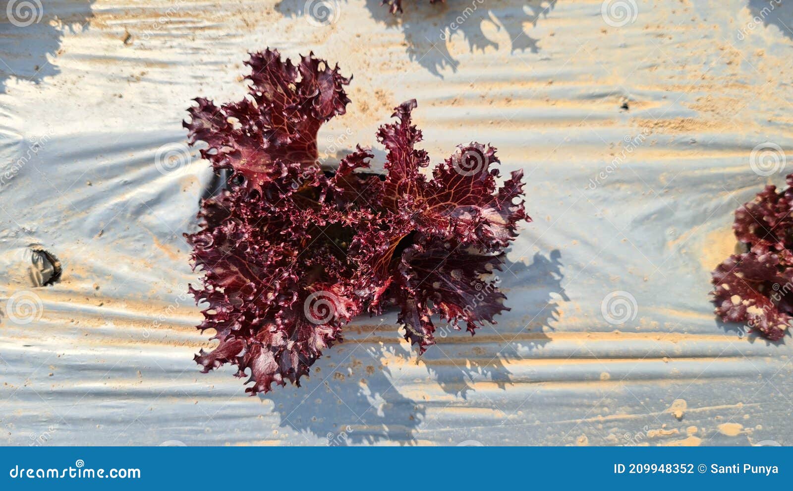 Red Oakleaf Lettuce, Home Grown Organic Lettuce Ready for Harvest Stock