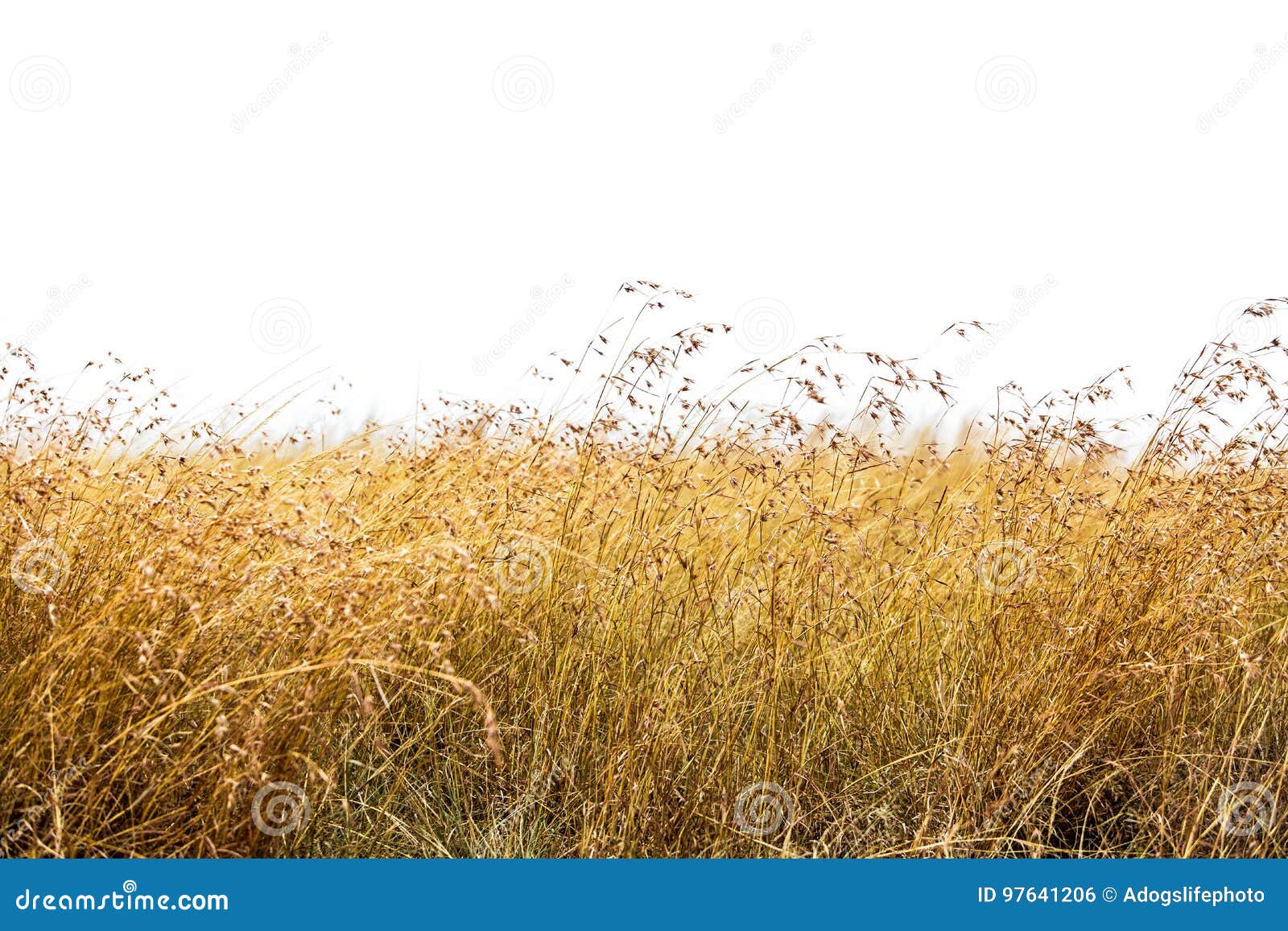 Red Oat Grass Isolated stock photo. of tourism -