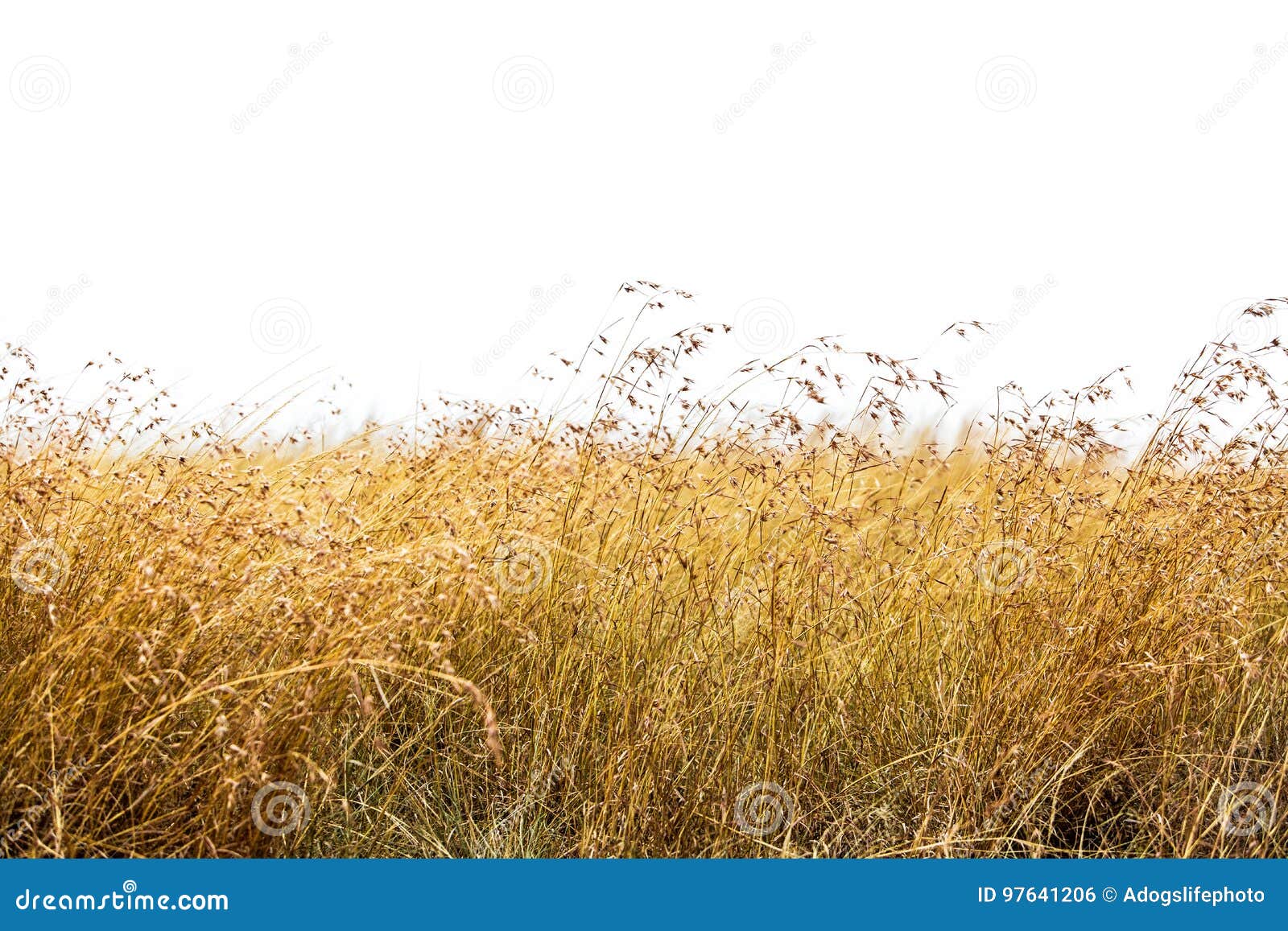 Tall Grass In A Field Stock Photography CartoonDealer 228067232 tall-grass-in-a-field-stock-photography-cartoondealer-228067232