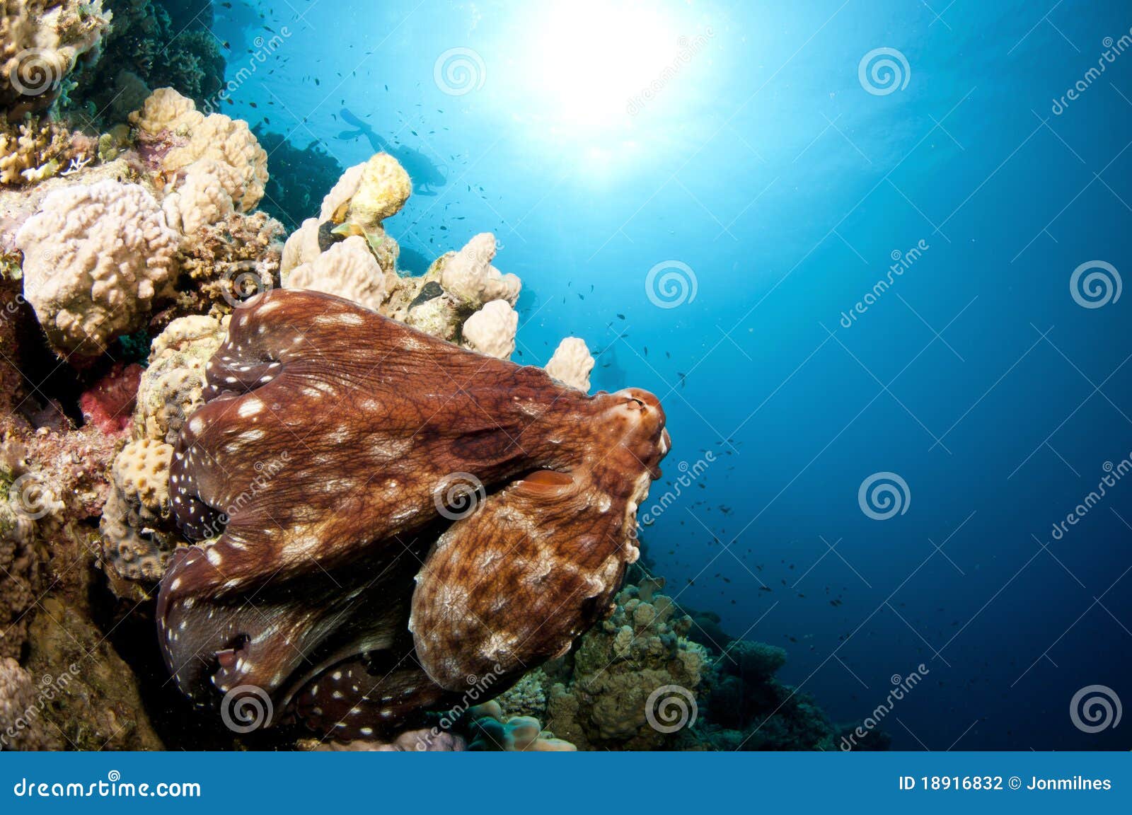 Red Octopus with Boats Above Stock Photo Image of beauty, wildlife