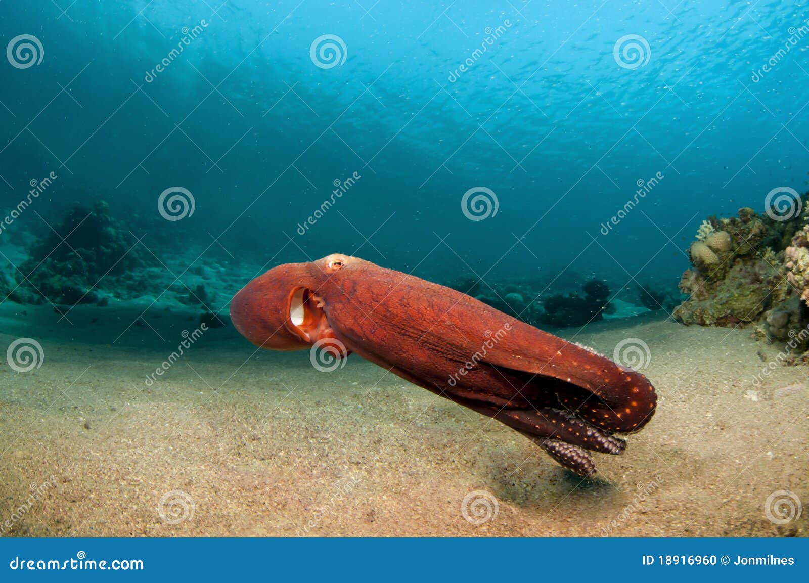 Red Octopus with Boats Above Stock Photo Image of coral, andaman