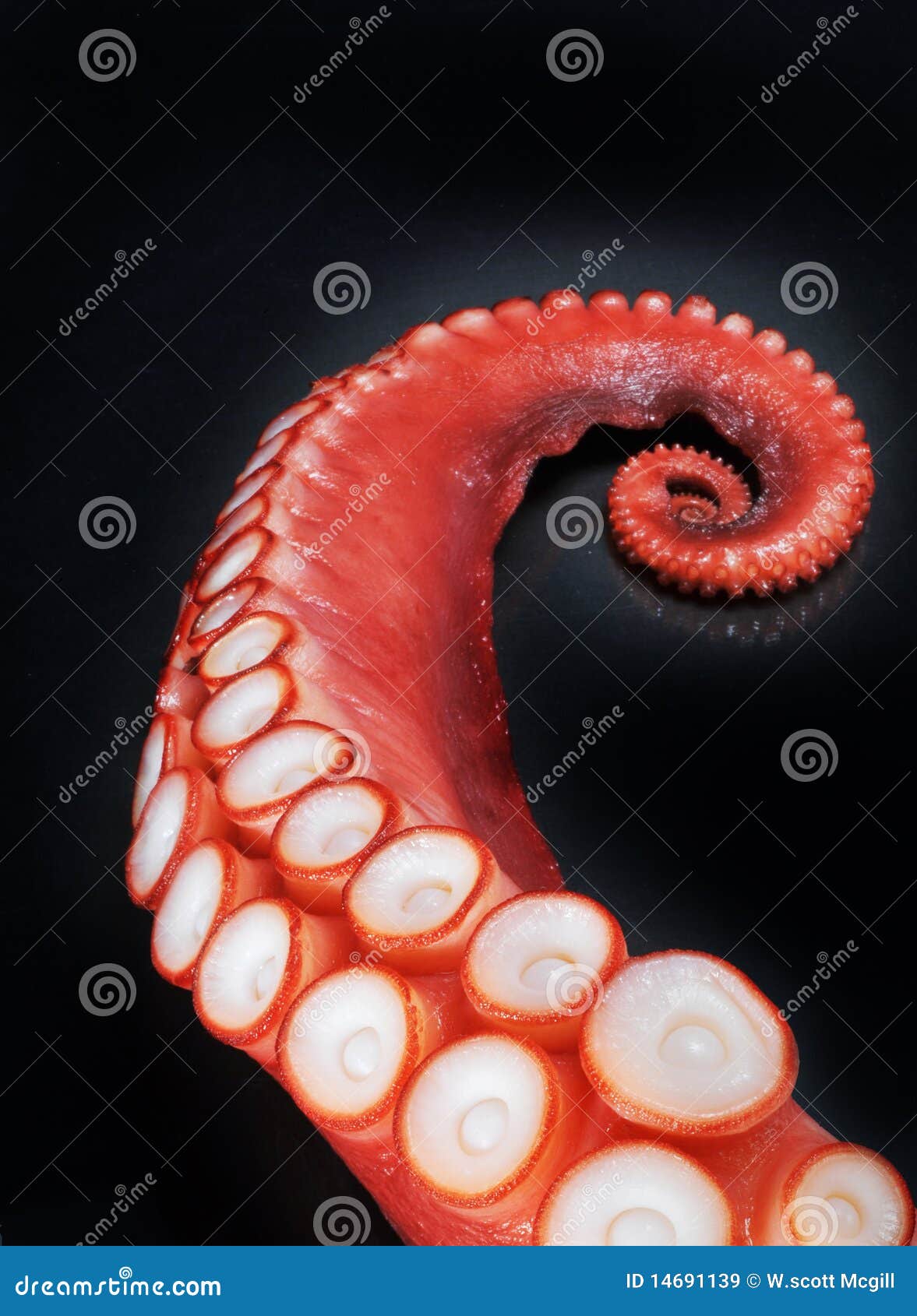 Red octopus tentacle stock image. Image of closeup, details - 14691139