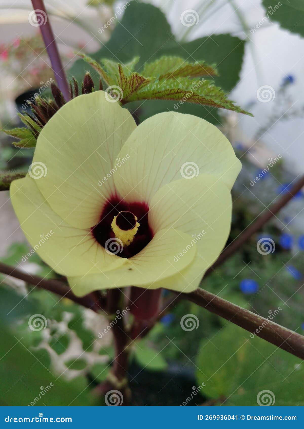 Red Okra/lady Finger Flower Stock Image Image of finger, plant 269936041