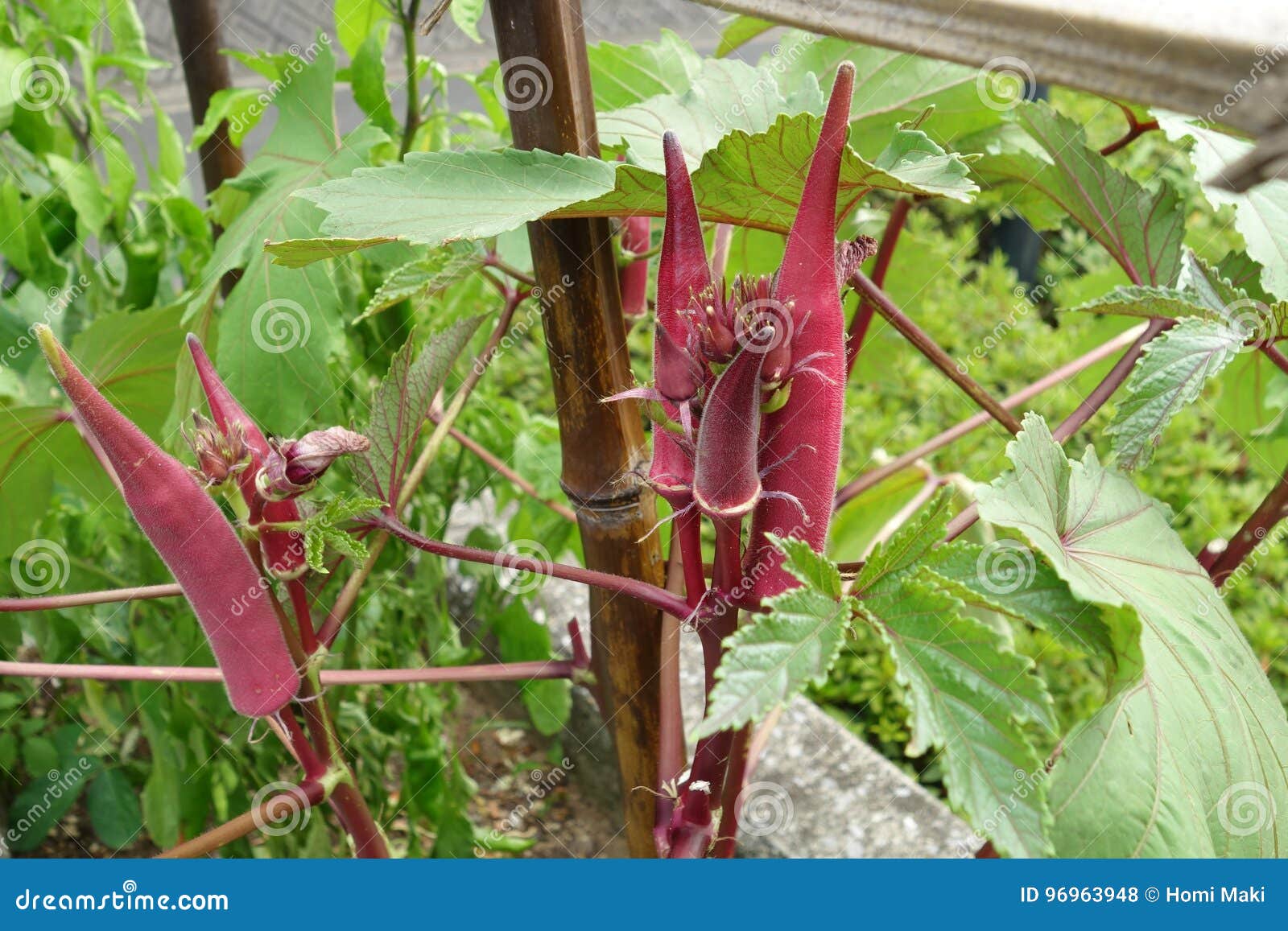 Red Okra Plant stock photo. Image of nutrition, natural 96963948
