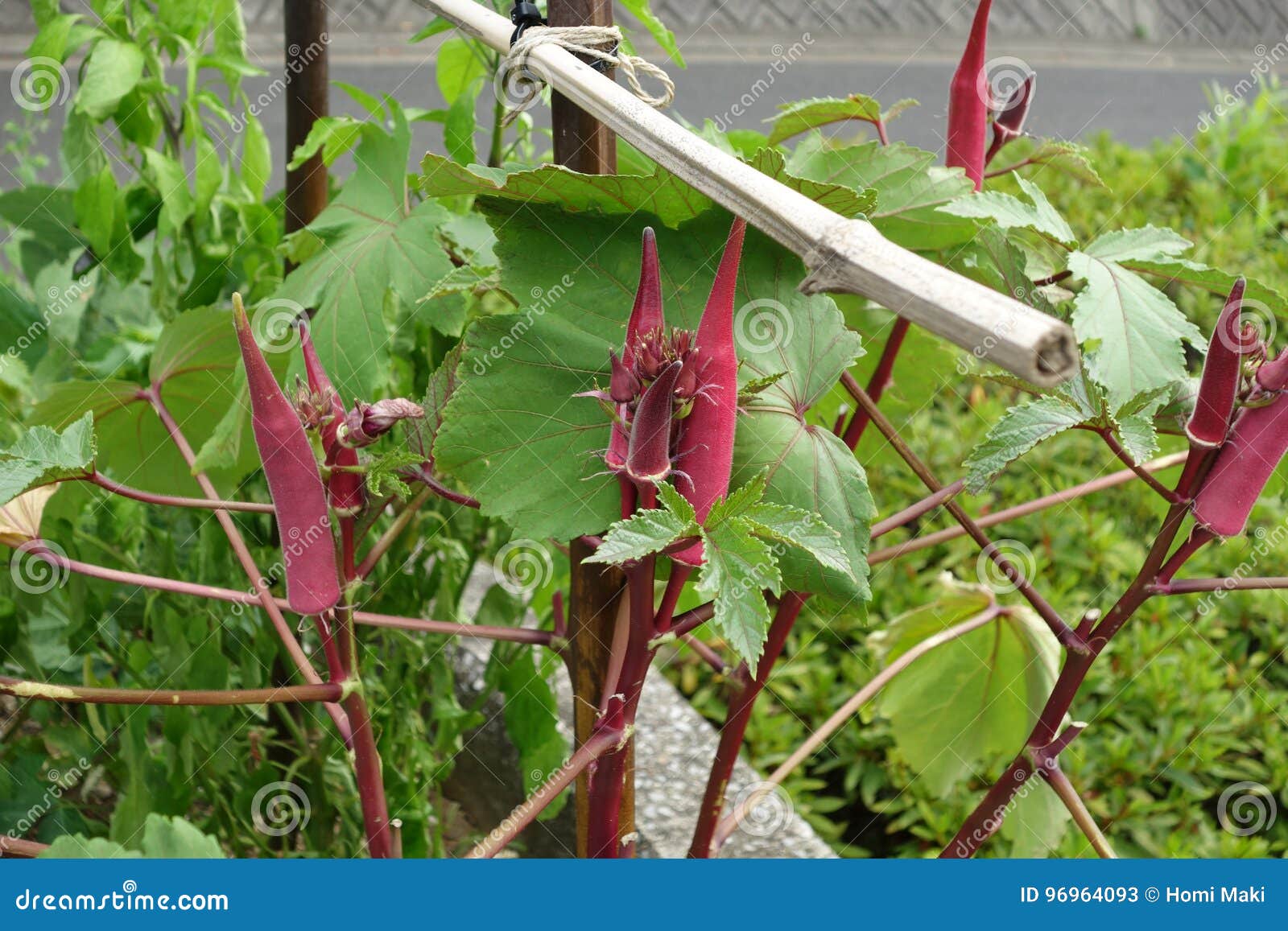 Red Okra Plant stock image. Image of growth, crop, harvest 96964093