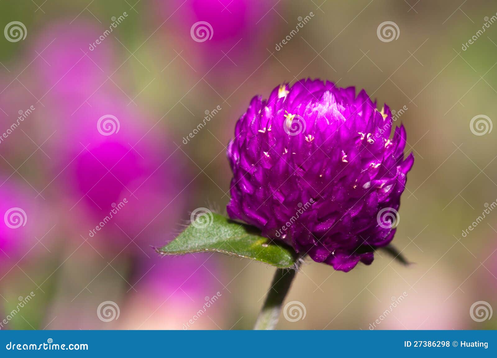 Red onion flowers stock photo. Image of green, edible 27386298