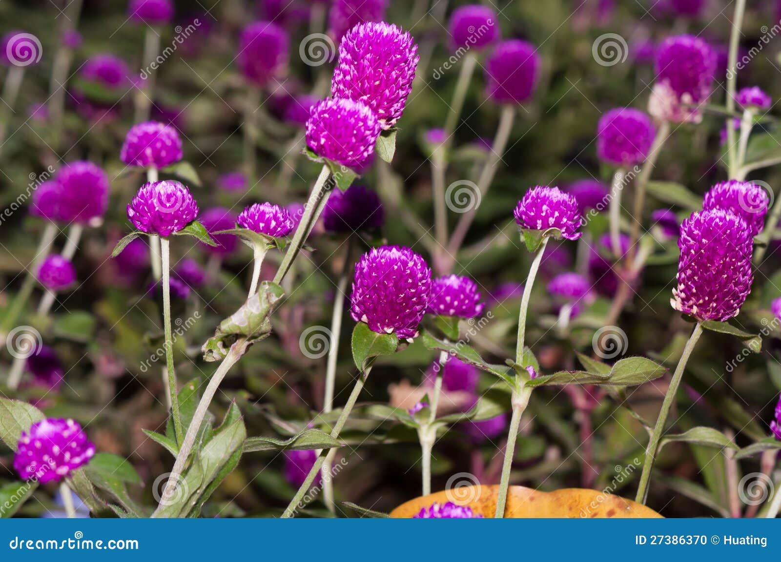 Red onion flowers stock photo. Image of growth, onion 27386370