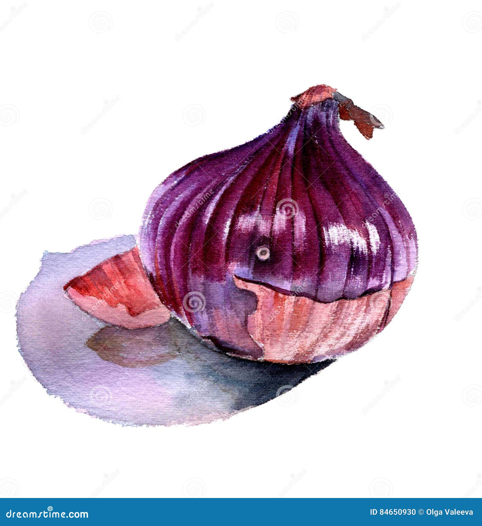 Free Vectors | Purple onion (color pencil drawing)