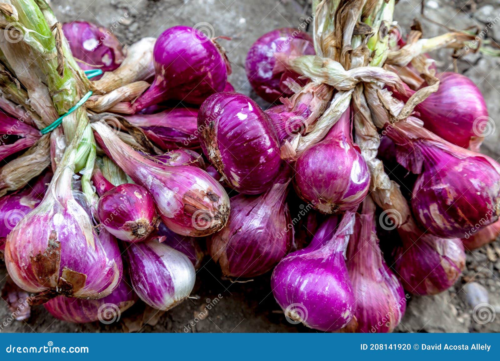 Red Onions stock photo. Image of healthy, root, onion 208141920