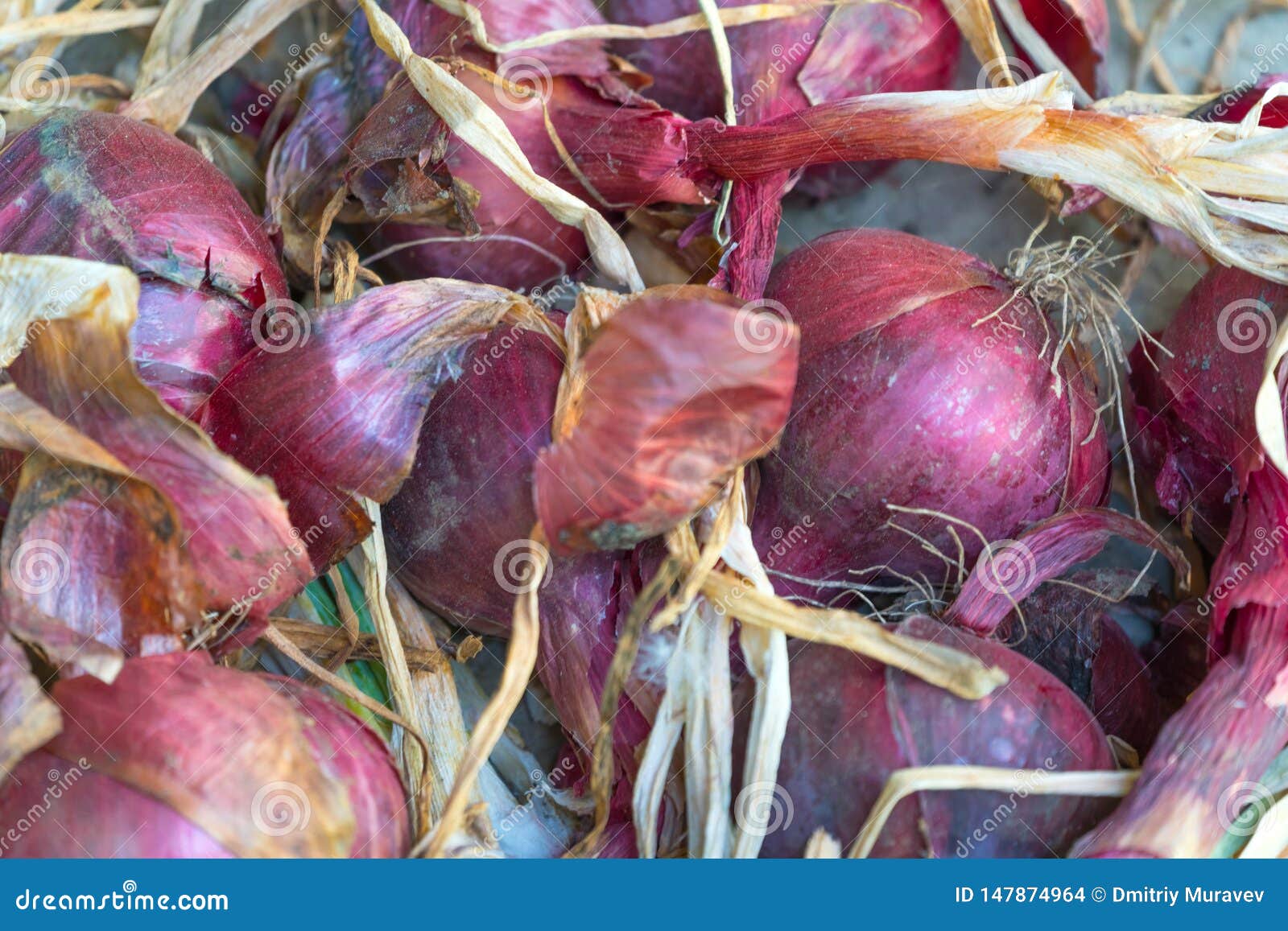 Red Onions after Harvesting To Dry Stock Photo Image of natural