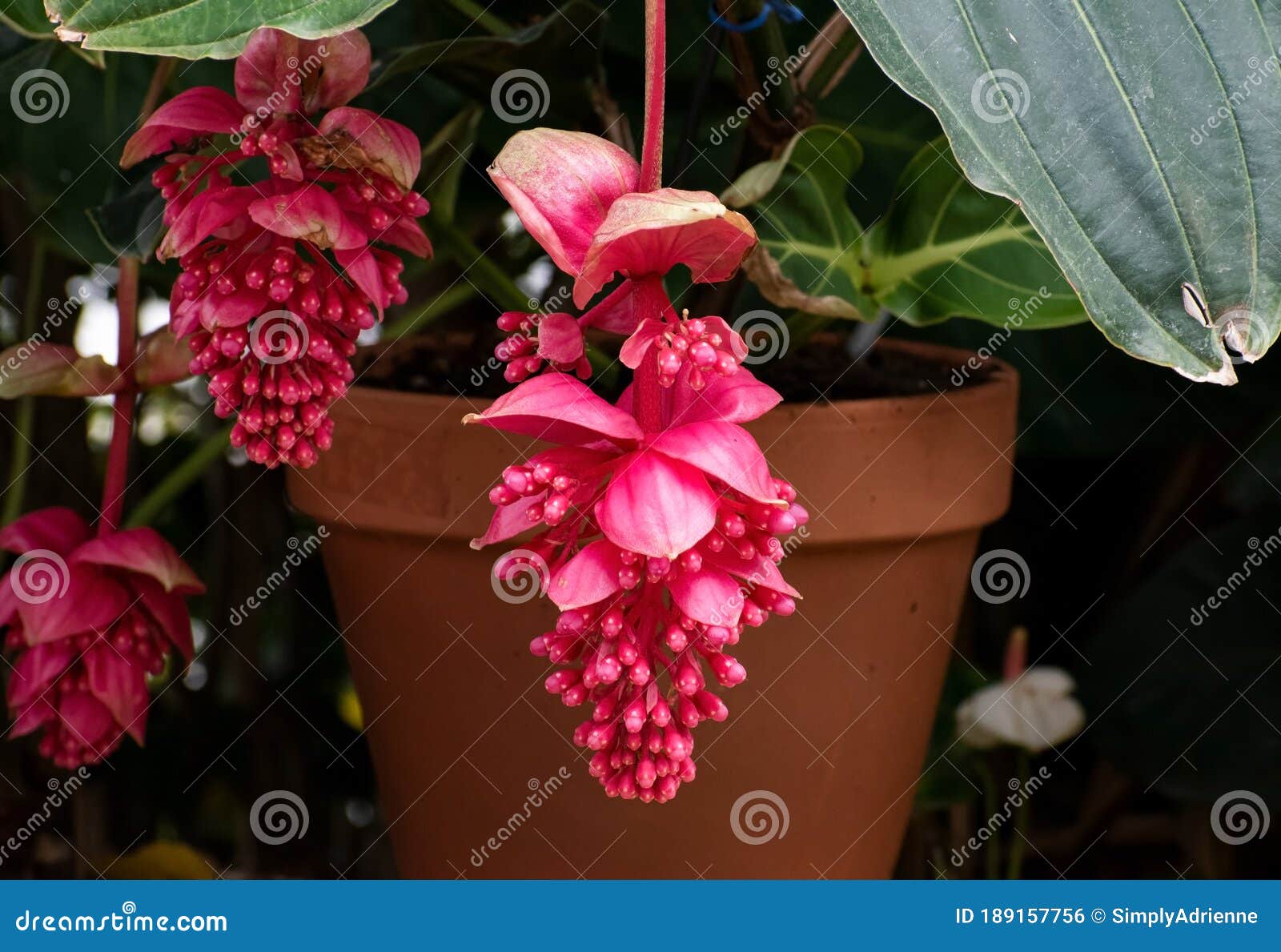 red, open showy medinilla magnifica flower with blurred pot and garden