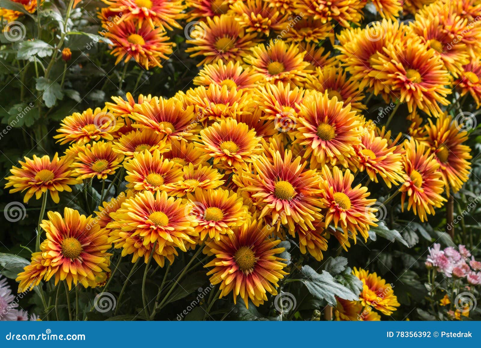 Red and Orange Chrysanthemum Flowers in Bloom Stock Photo Image of