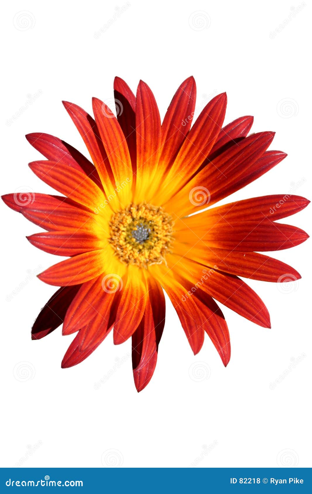 Red and orange flower stock photo. Image of garden 82218