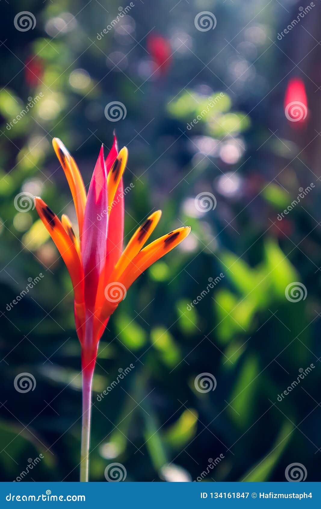 Red Orange Flower with Bokeh Background Stock Image Image of medium