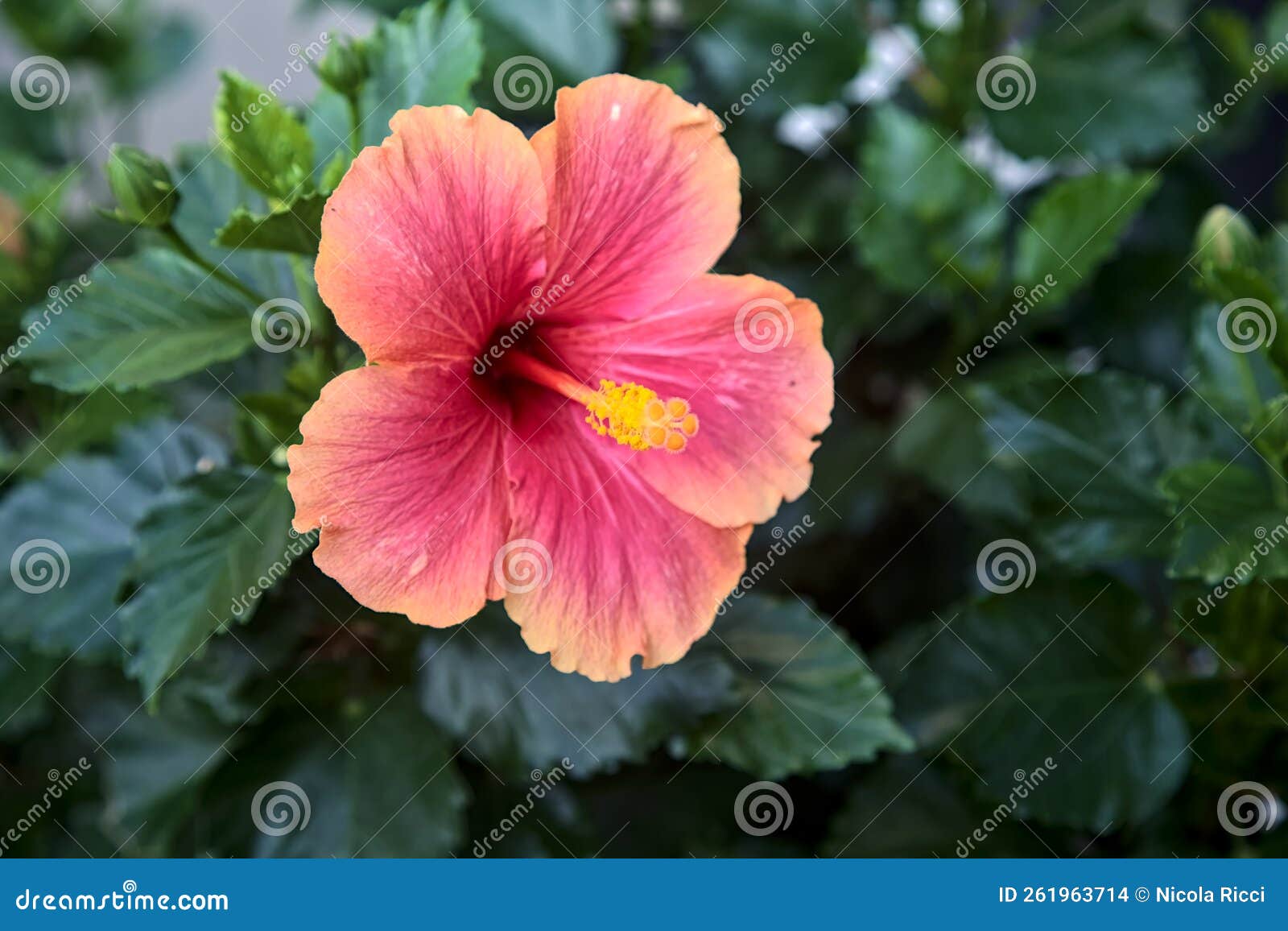 Red and Orange Hibiscus in Bloom in a Bush Seen Up Close Stock Photo