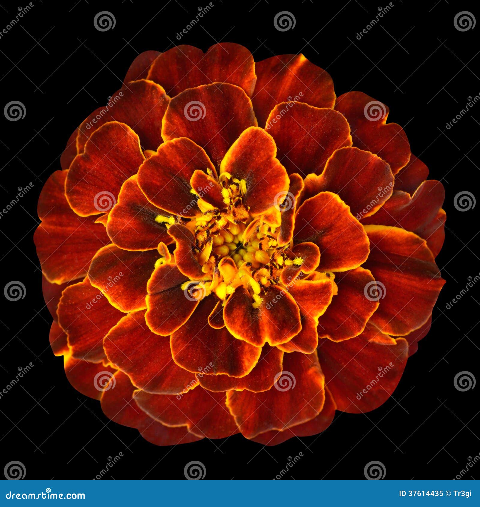 Red Orange Marigold Flower Isolated On Black Background ...