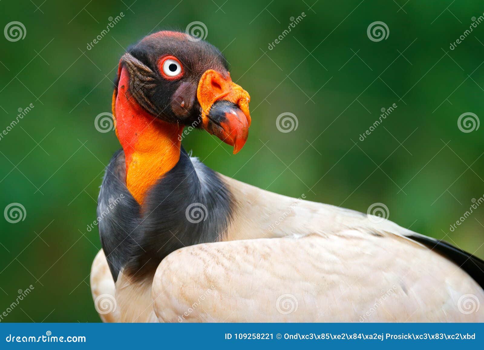 red orange portrait condor. king vulture, sarcoramphus papa, large bird found in central and south america. flying bird, forest in