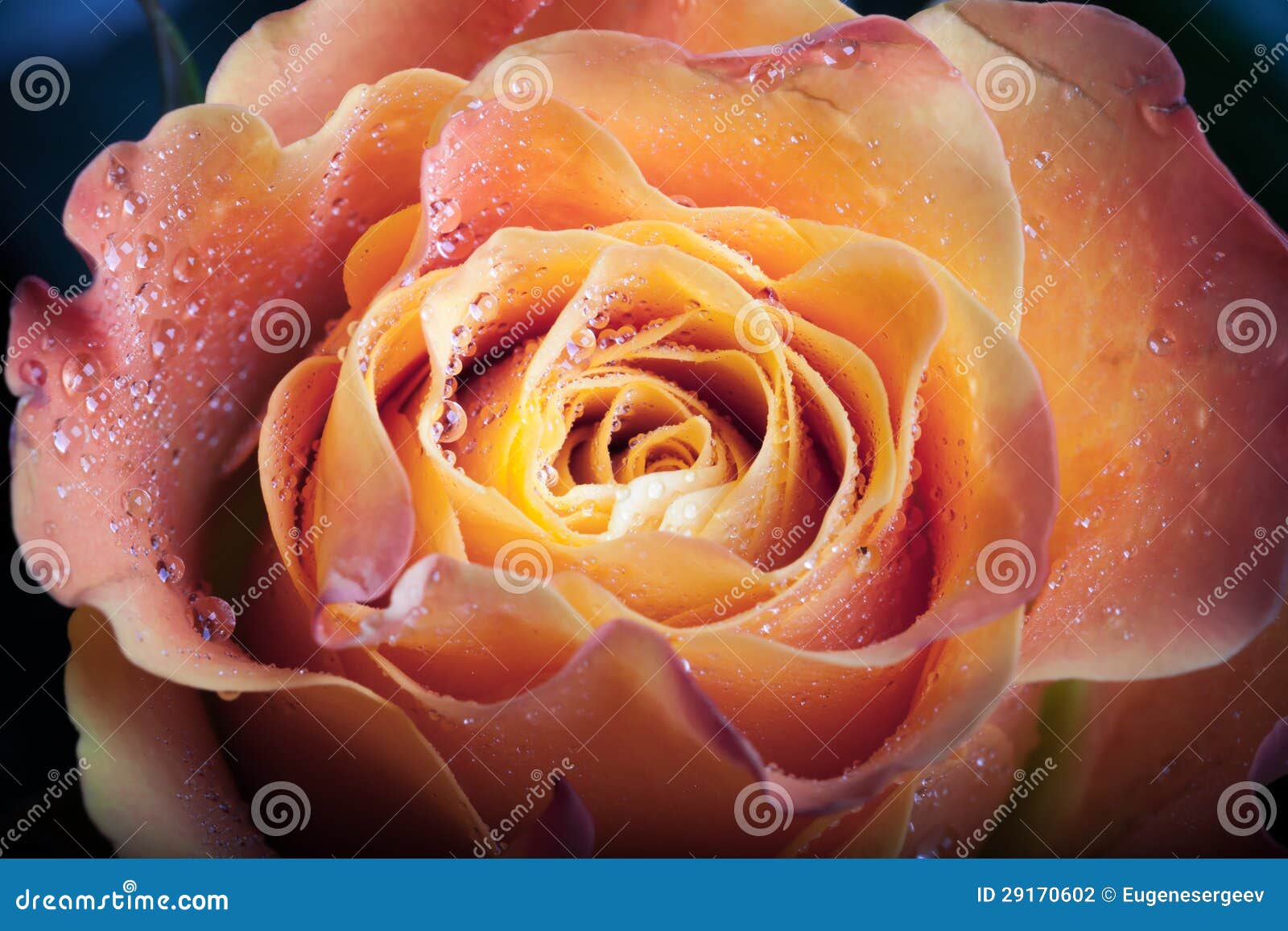 Red and orange rose flower stock photo. Image of romance 29170602