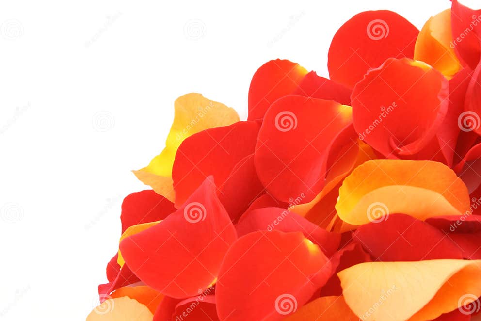 Red and orange rose petals stock photo. Image of petals 1382286
