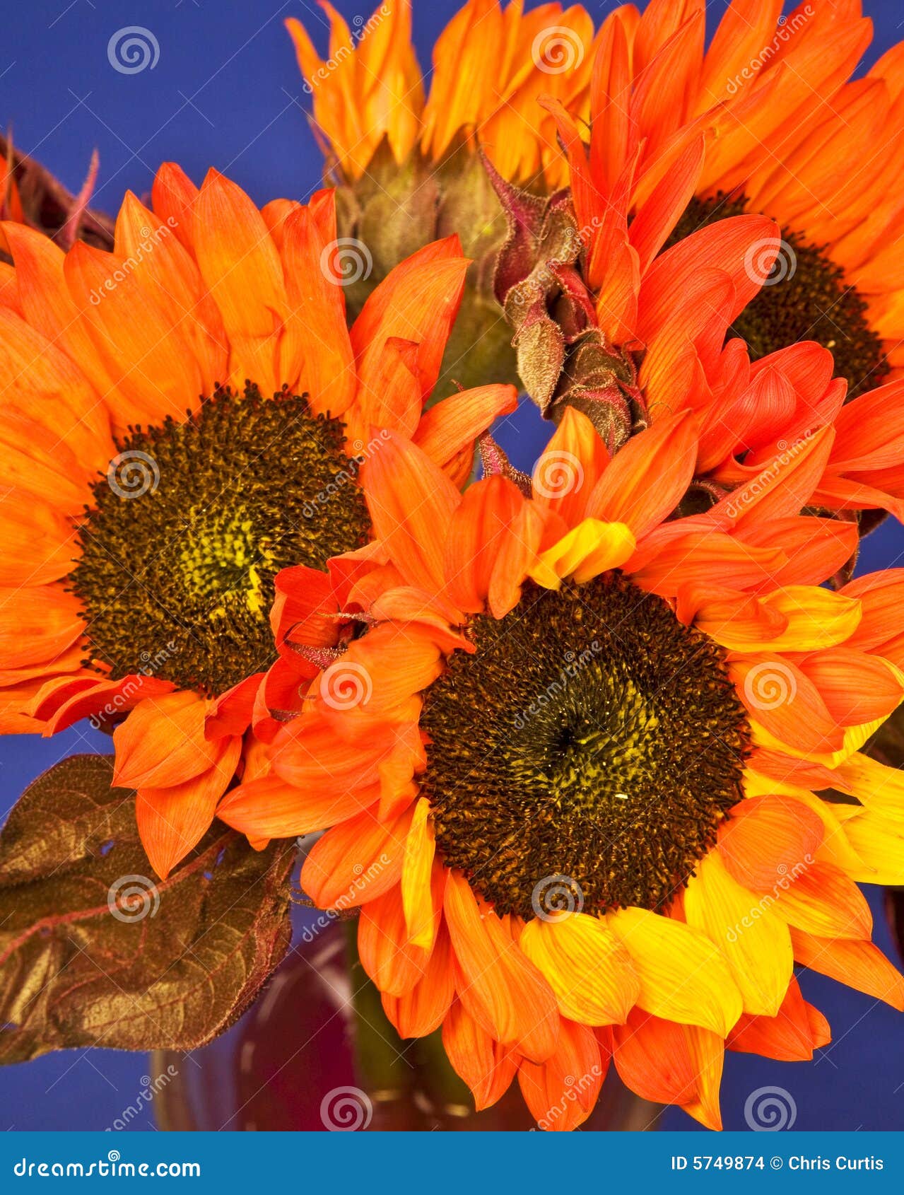 Red and Orange Sunflowers stock photo. Image of orange 5749874