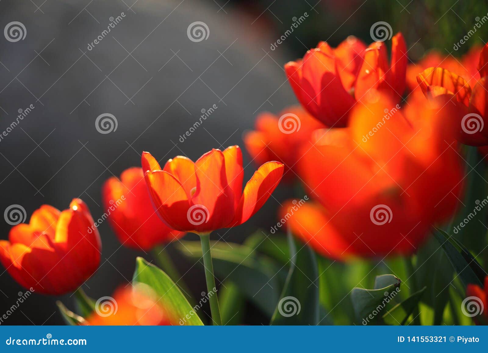 Red Orange Tulips stock image. Image of orange, grow 141553321