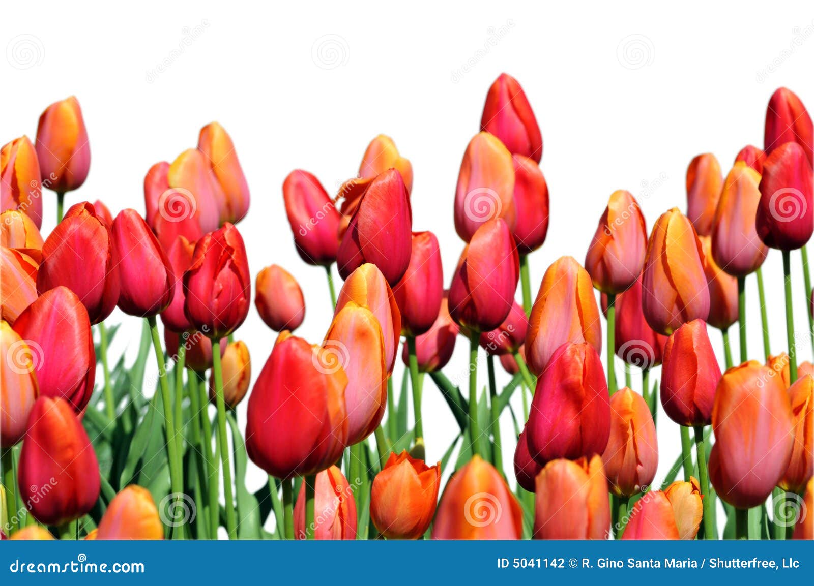 Red and Orange Tulips stock photo. Image of floral, orange - 5041142