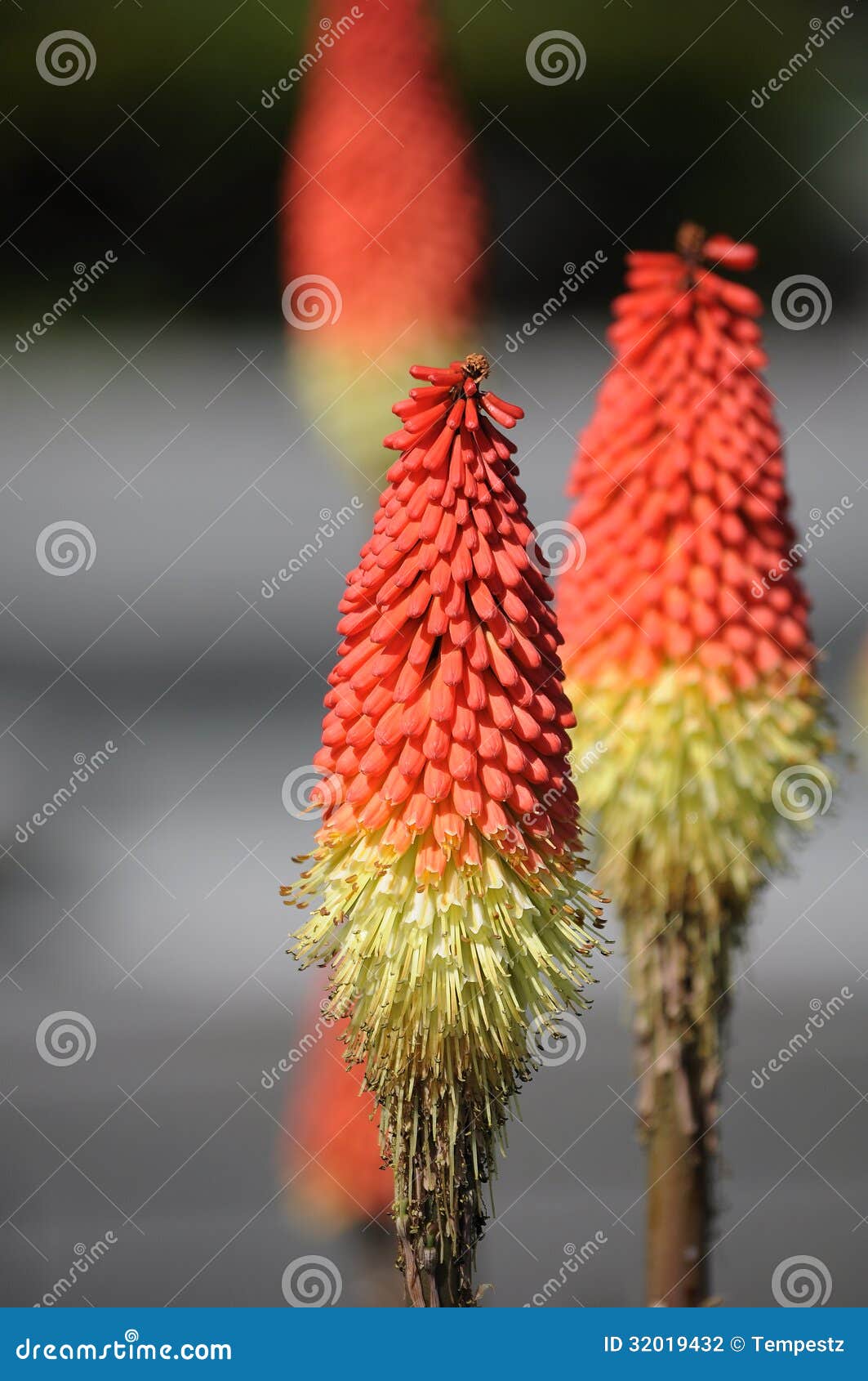 Red Orange and Yellow Flower Stock Photo Image of orange, flowers