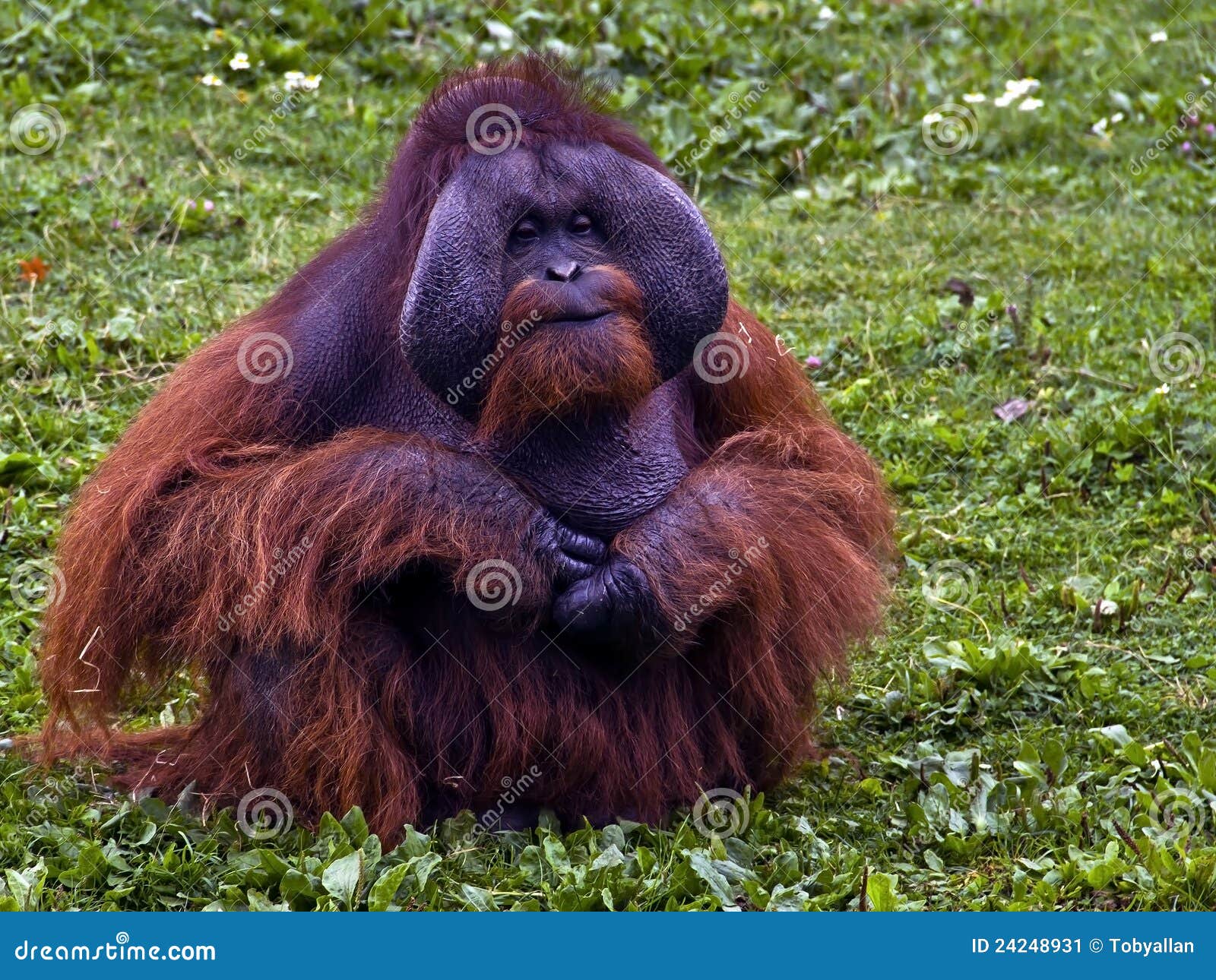 Kirsebær Shaded belønning Red Orangutan stock image. Image of ireland, life, wildlife - 24248931