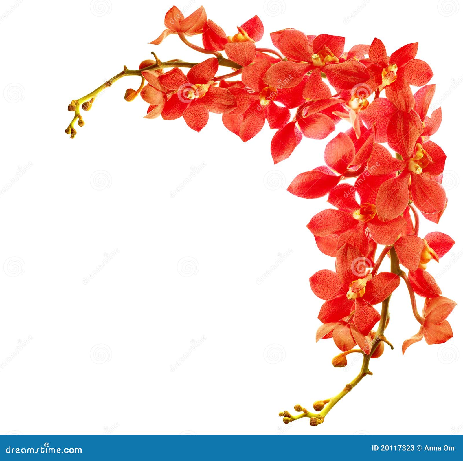 Red orchid border stock image. Image of bouquet, background - 20117323