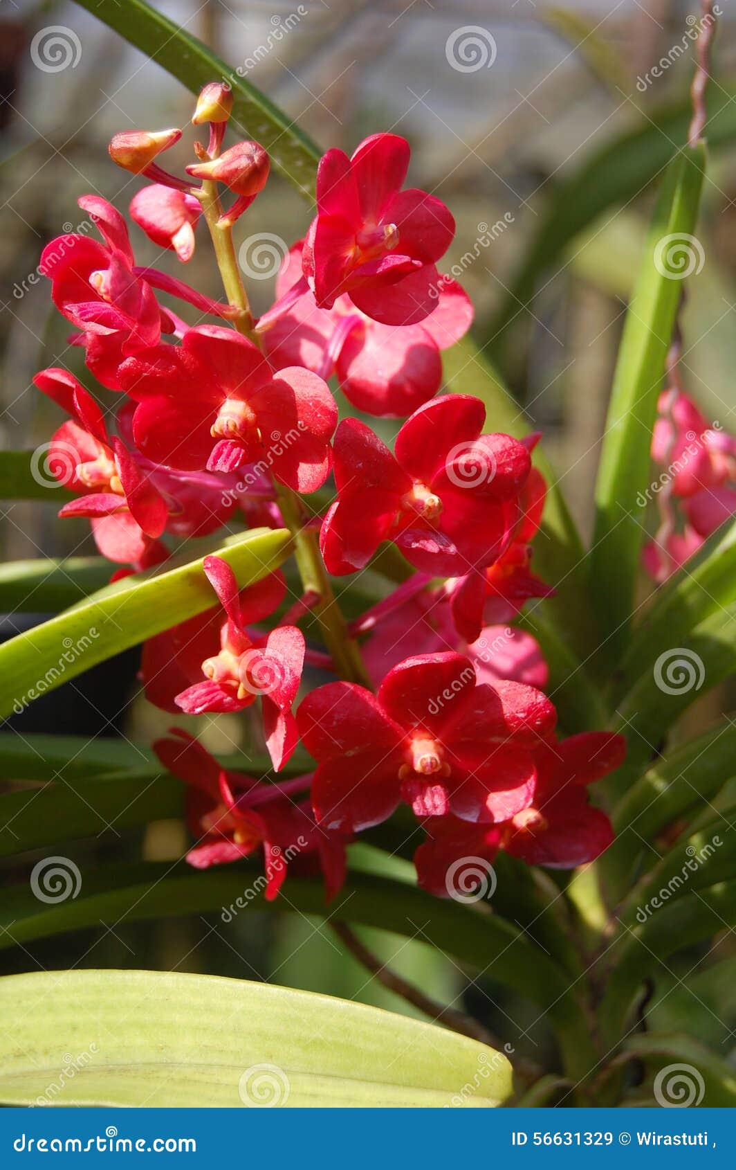 Red orchid indonesia stock image. Image of plant, bloom 56631329