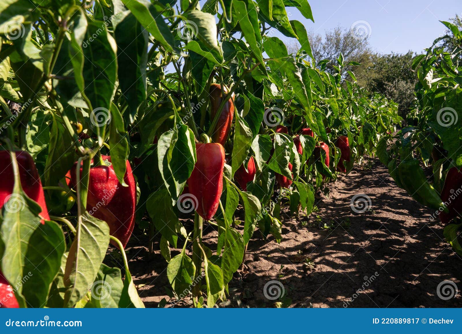 Peppers Growing Without Soil In An Dutch Greenhouse Stock Photo