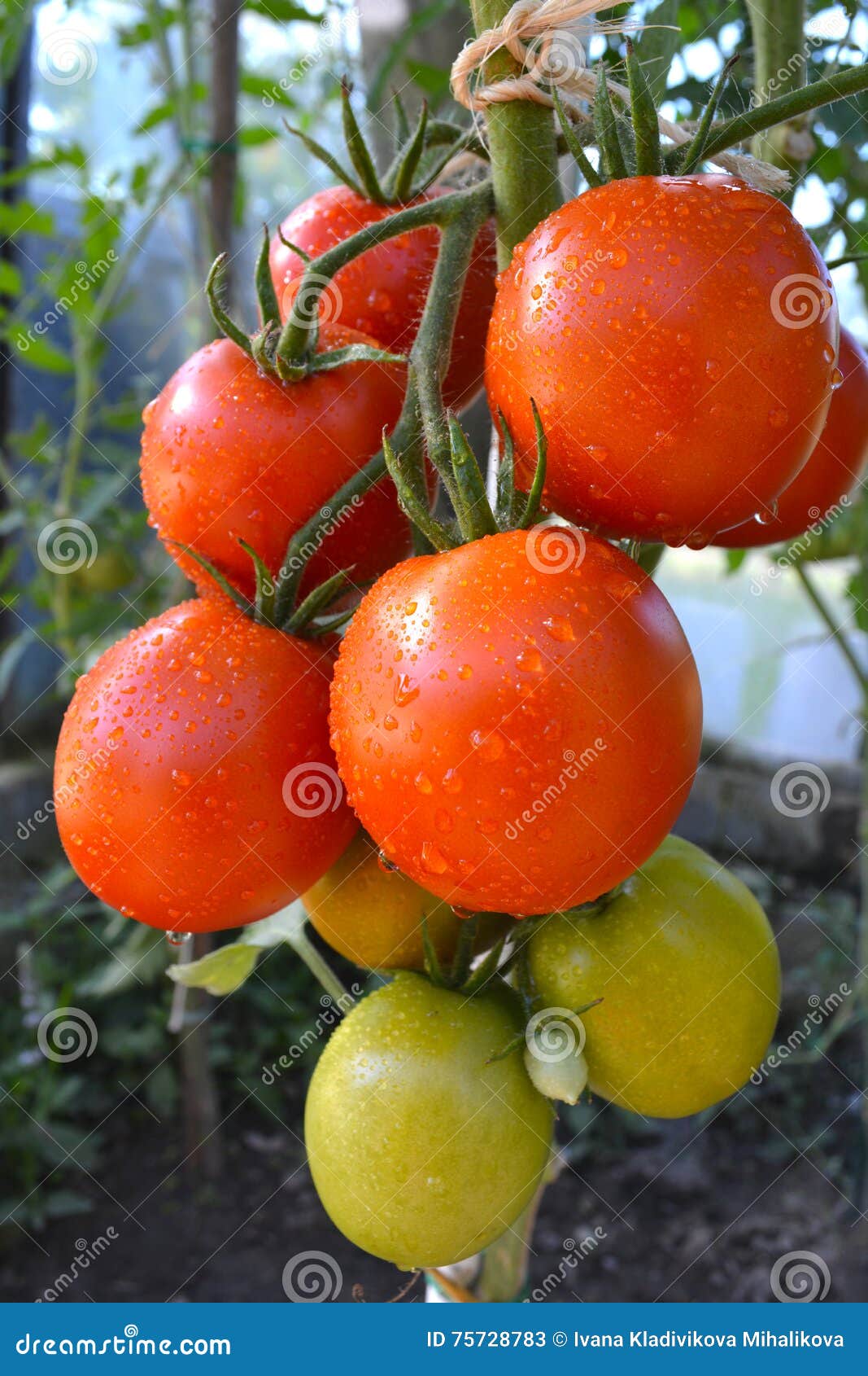 Red Organic Tomatoes Plants Stock Image Image of heap, grow 75728783