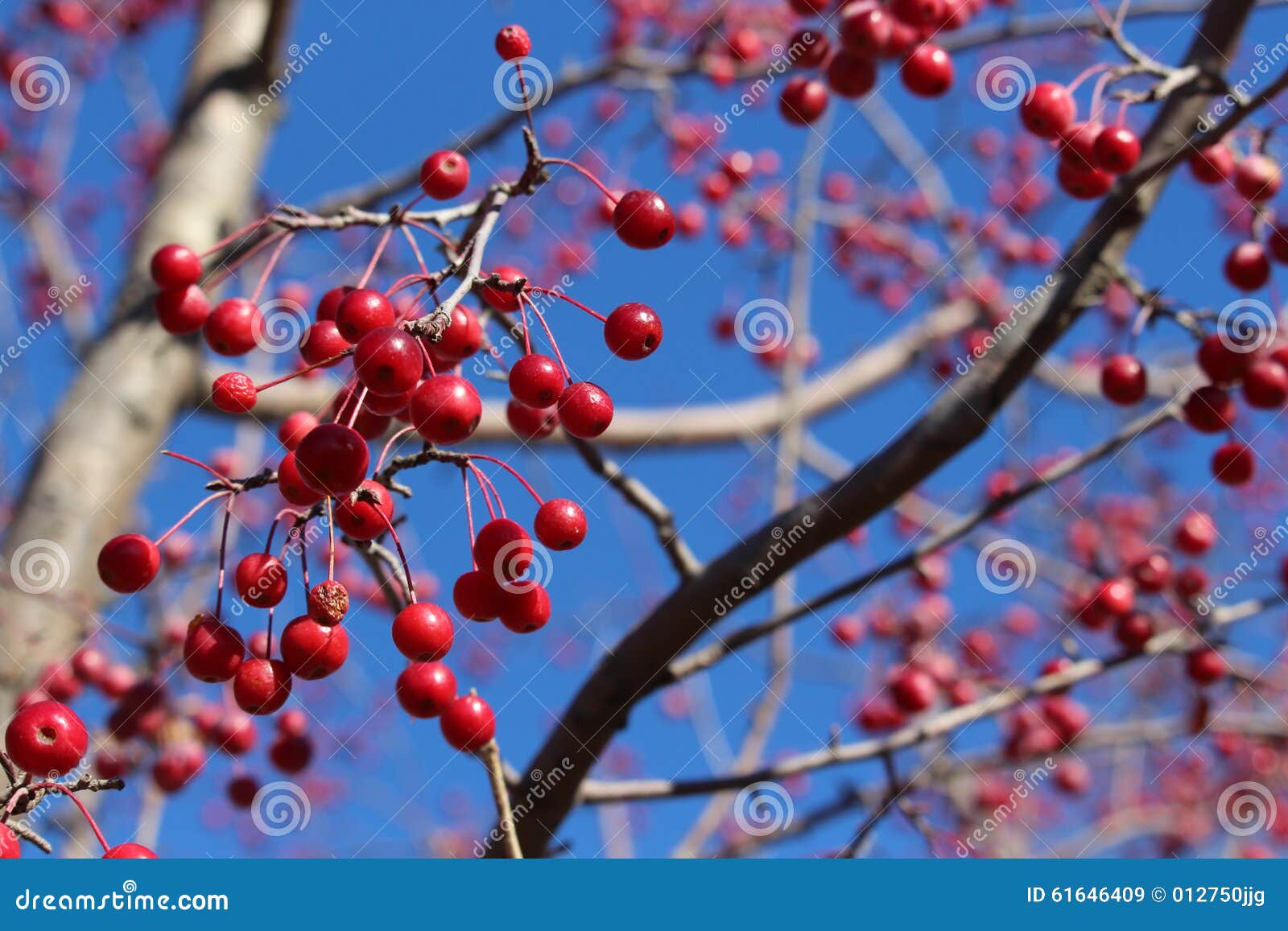 Red Ornamental Crab Apple Berries in Fall Stock Image Image of
