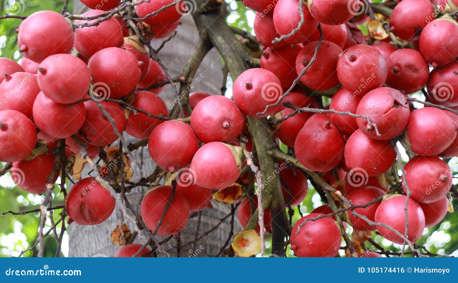  Red palm fruit  stock photo Image of palem elaeis plant 