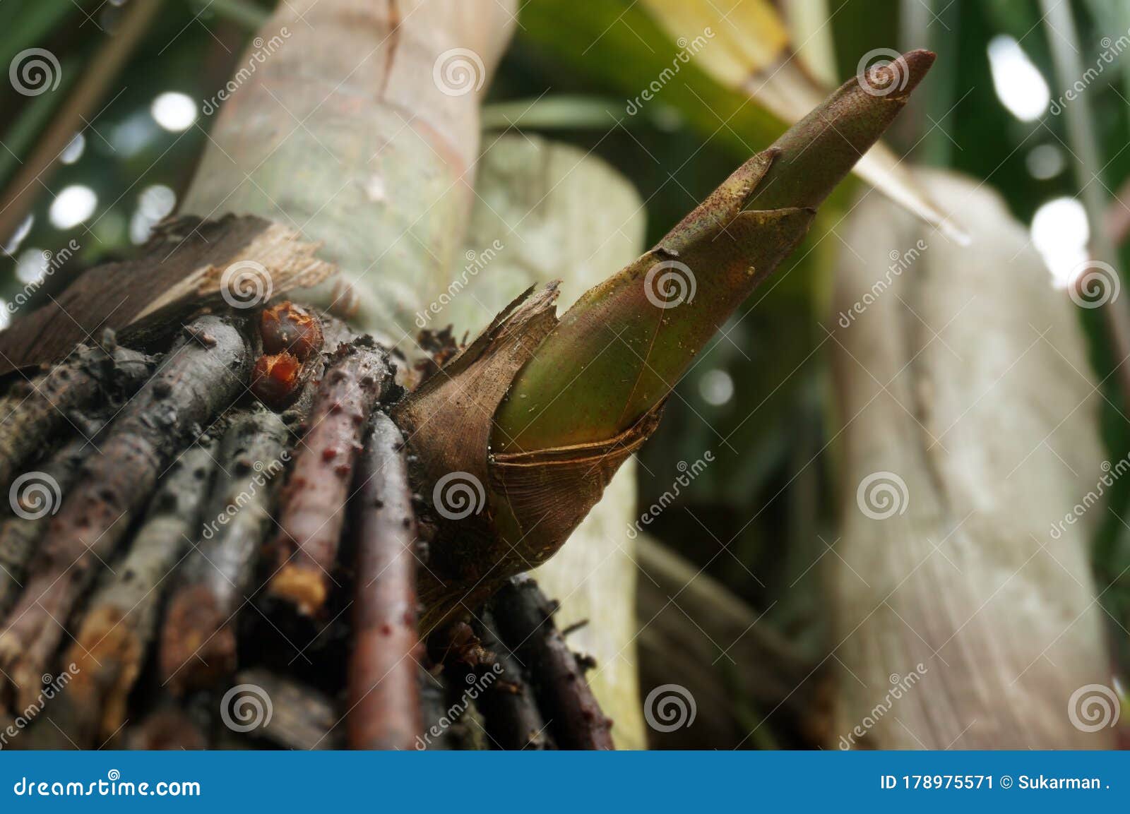 Cyrtostachys Lakka Becc or Lipstick Palm Tree Stock Image Image of