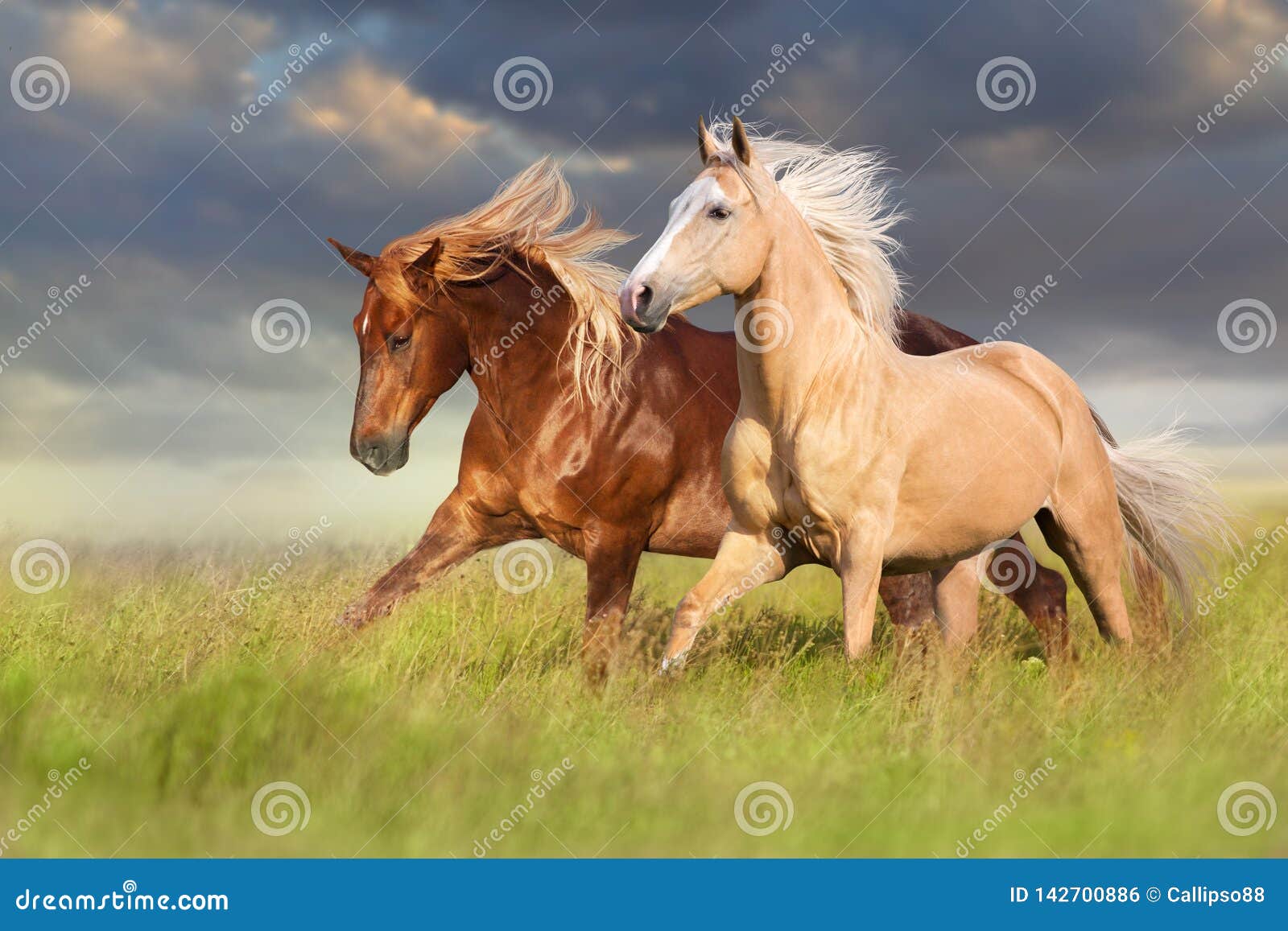 red and palomino horse