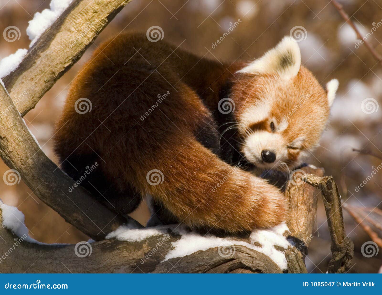 red panda (ailurus fulgens)