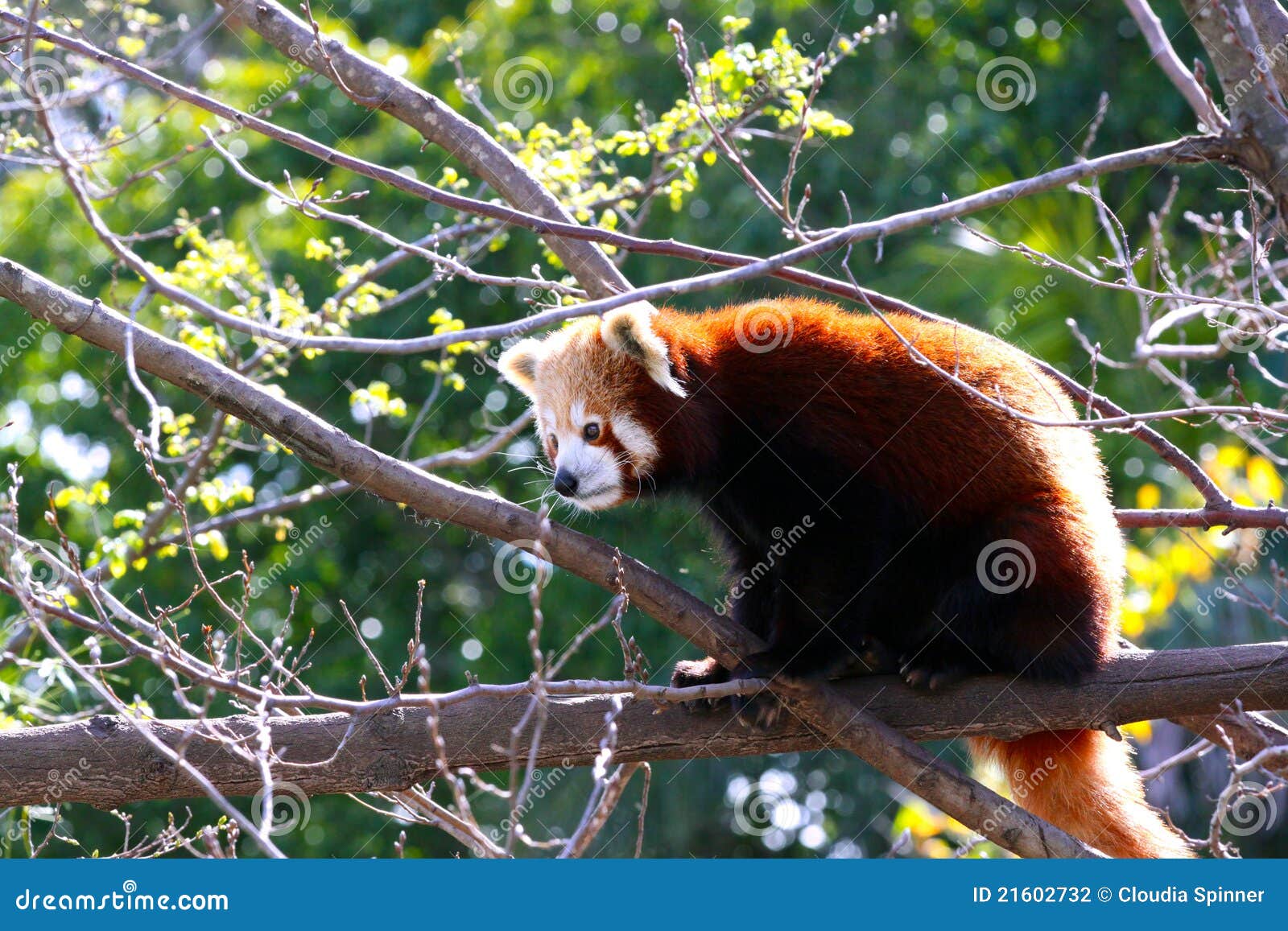 red panda - ailurus fulgens